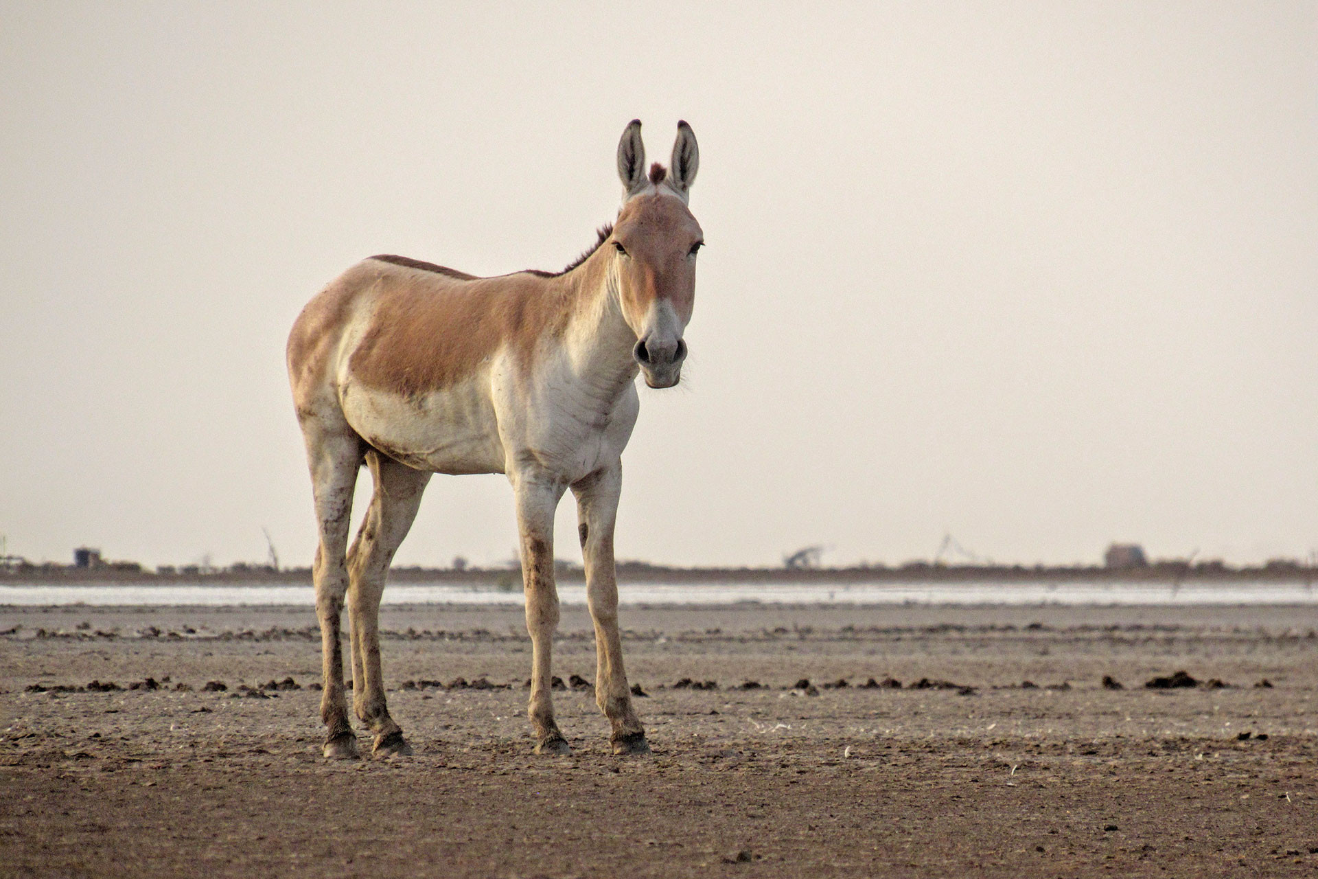      DJWA IMG        | Nature Infocus