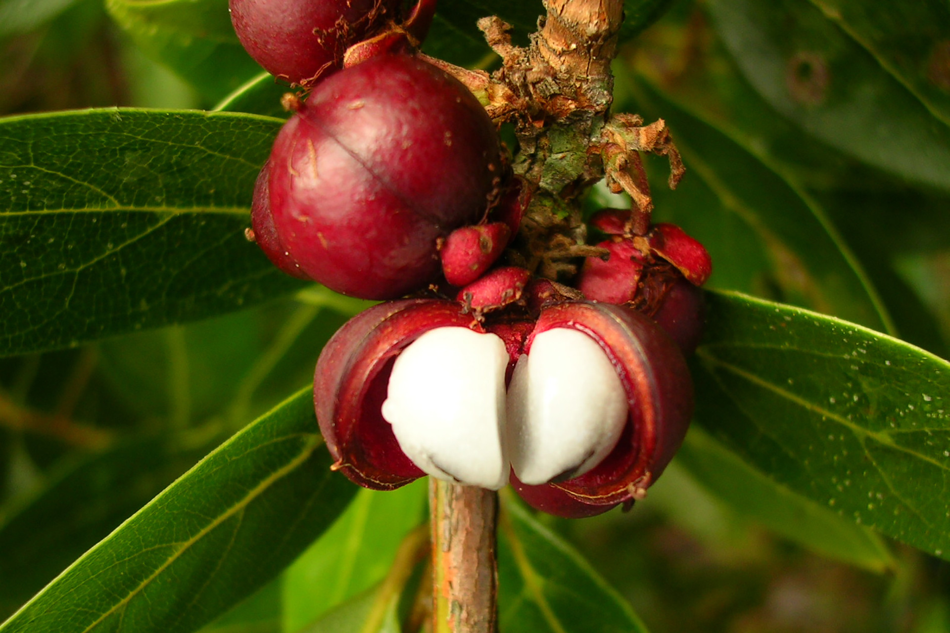 Doliocarpus glomeratus dilleniaceae - Of Lost Forests And Fruits | Nature inFocus