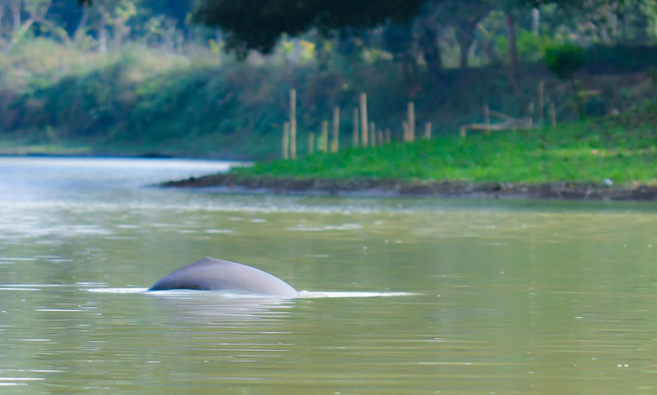 Dolphin in the Kulsi river | Nature inFocus