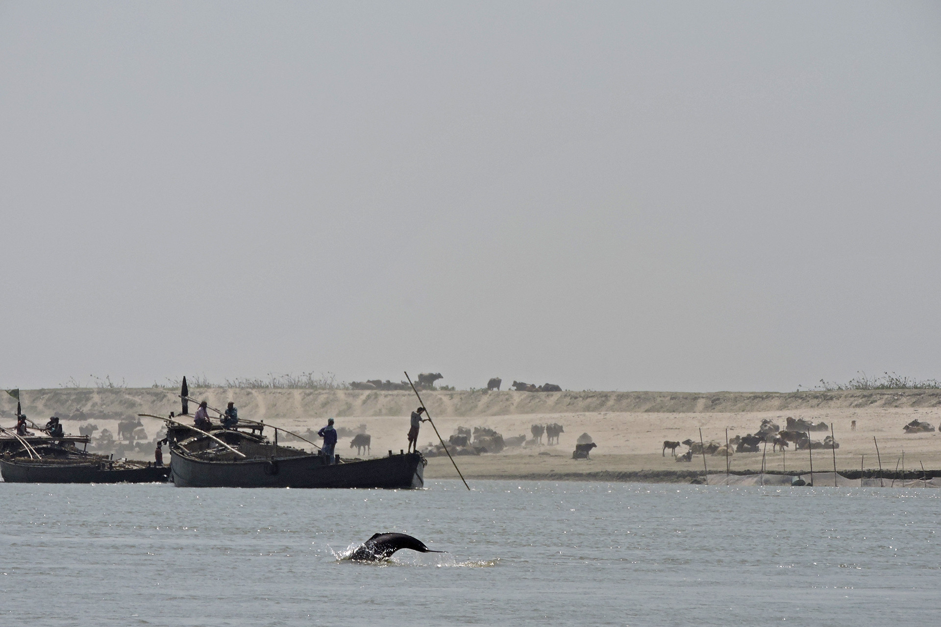 Dolphin jumps out - Understanding Rivers And Their Less Privileged Denizens | Nature inFocus