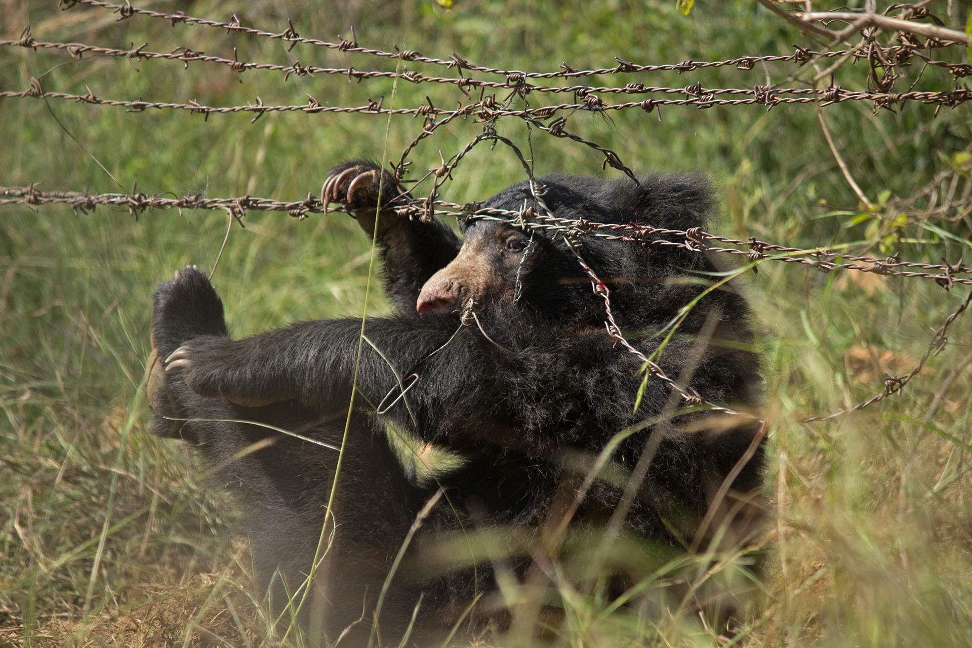 Sloth bear stuck in hunter snare and bear rescue by Wildlife SOS