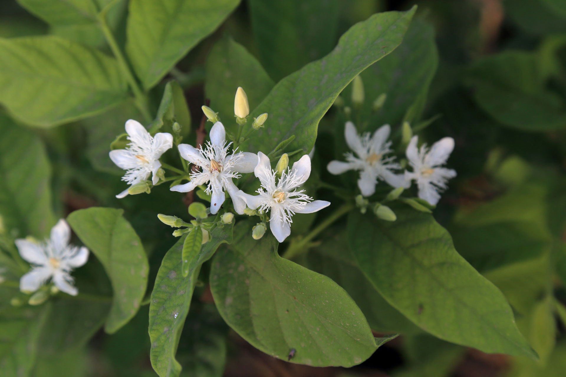      doodhi flower | Nature Infocus