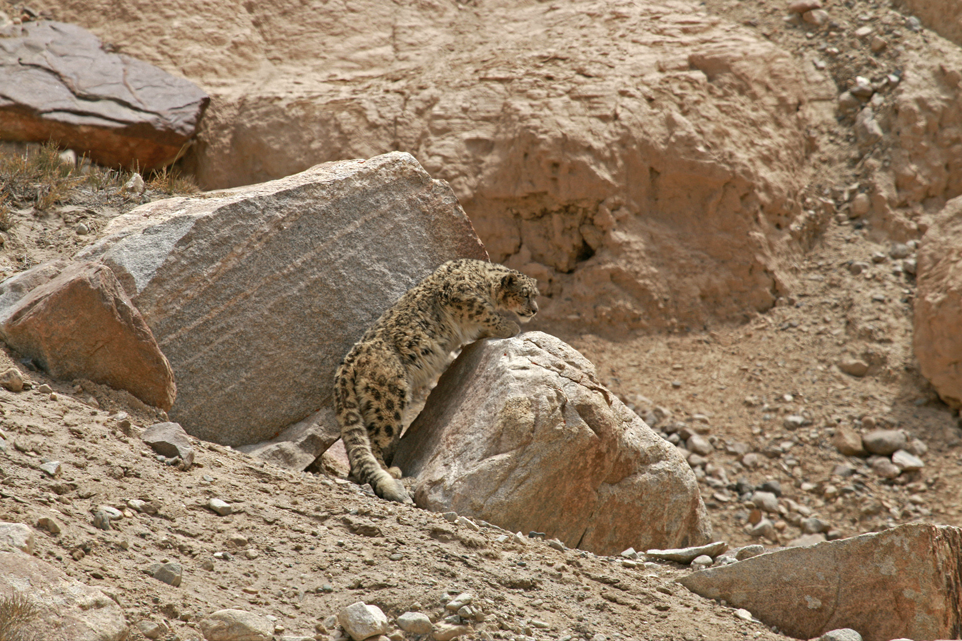 Dorjay - How A Ladakhi Village Came Together To Keep Leopards And Wolves Away From Livestock | Nature inFocus