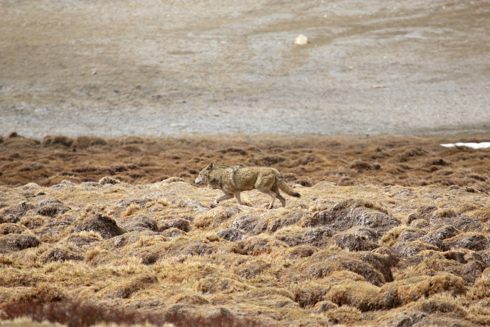 Dorjay img - How A Ladakhi Village Came Together To Keep Leopards And Wolves Away From Livestock | Nature inFocus