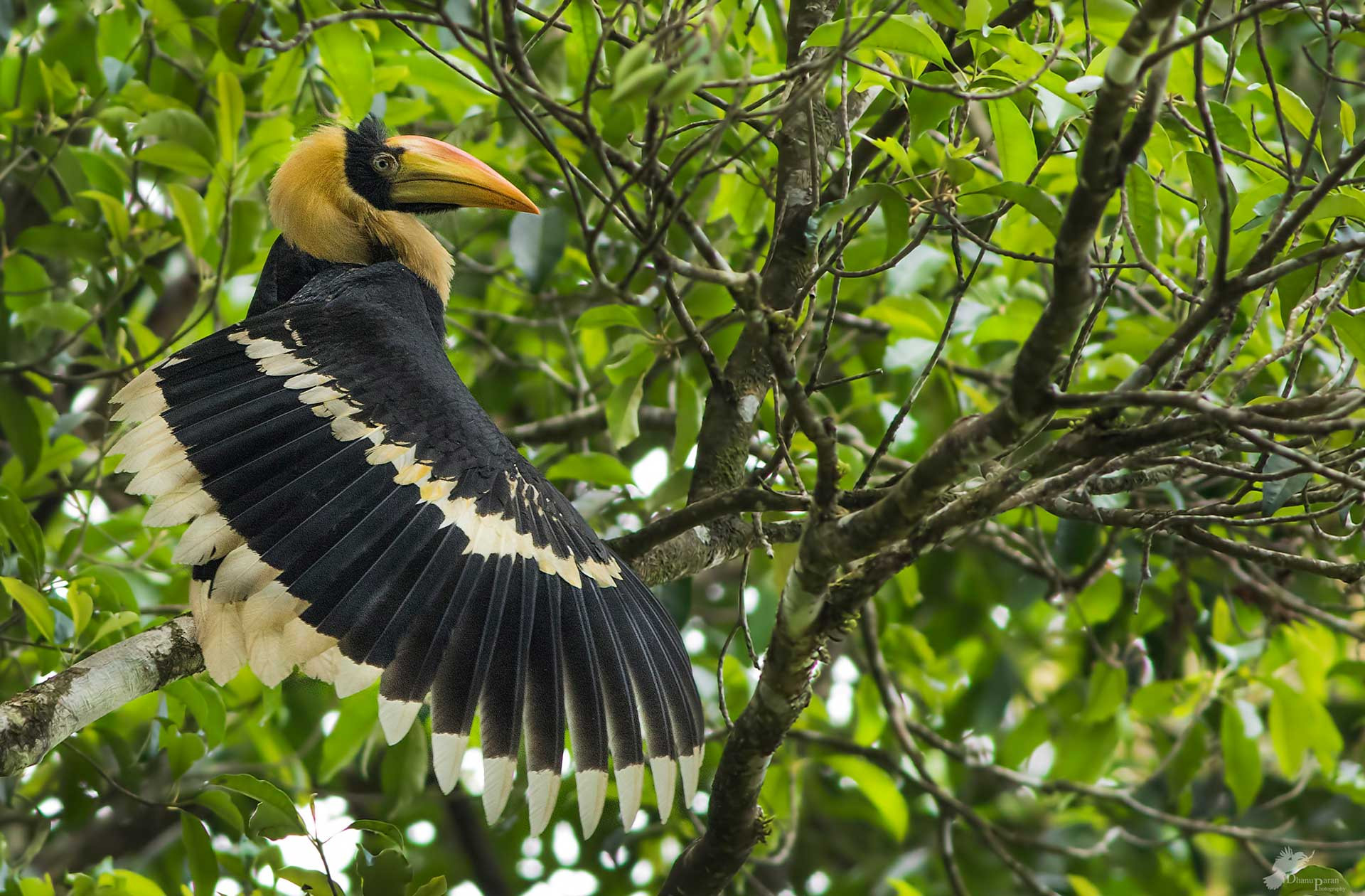      DP GH I A     | Nature Infocus