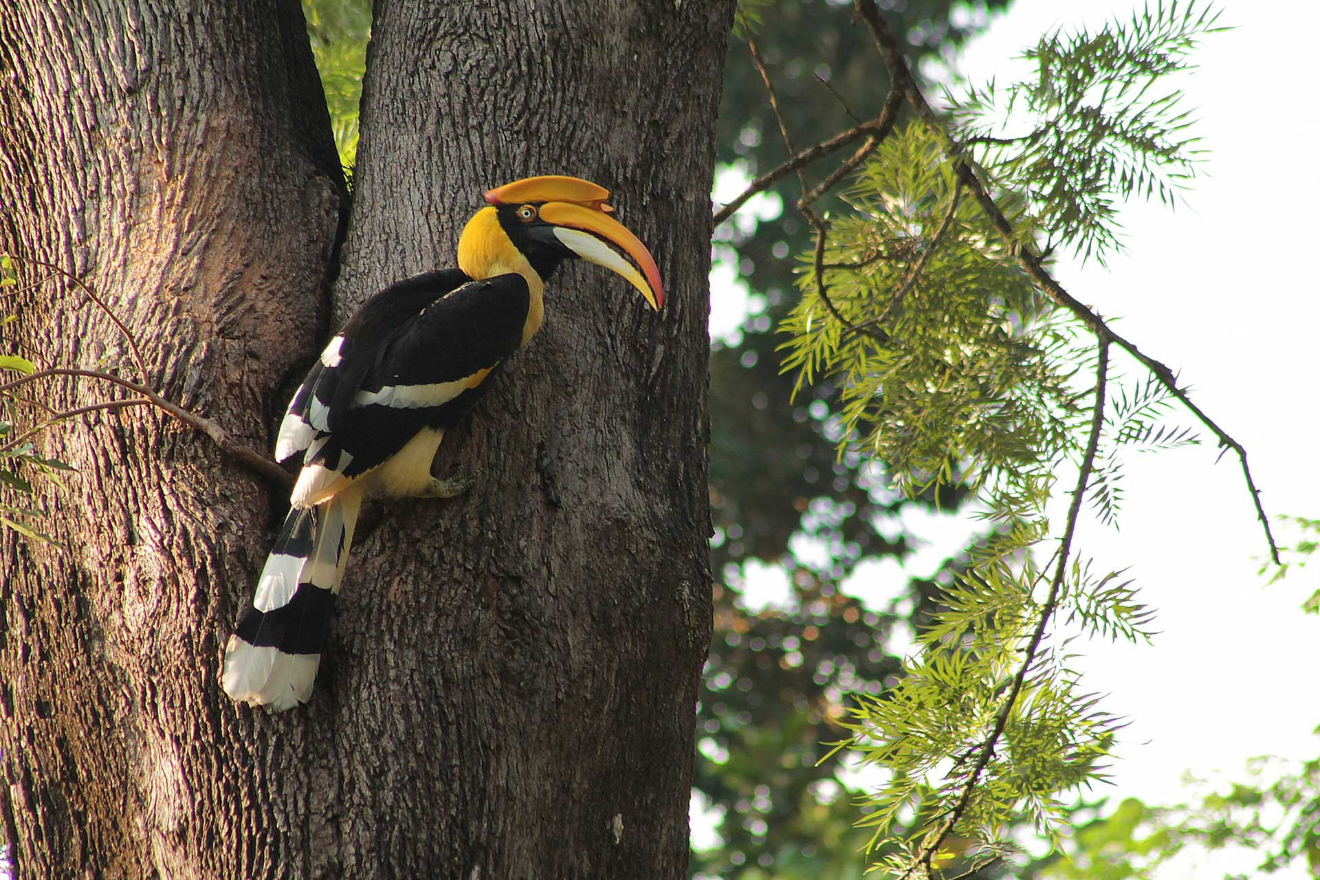      DP GH IMG      | Nature Infocus