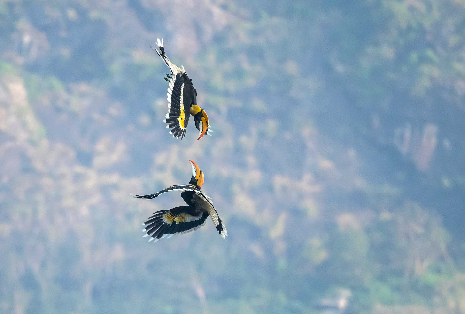      DP GH SRI     | Nature Infocus