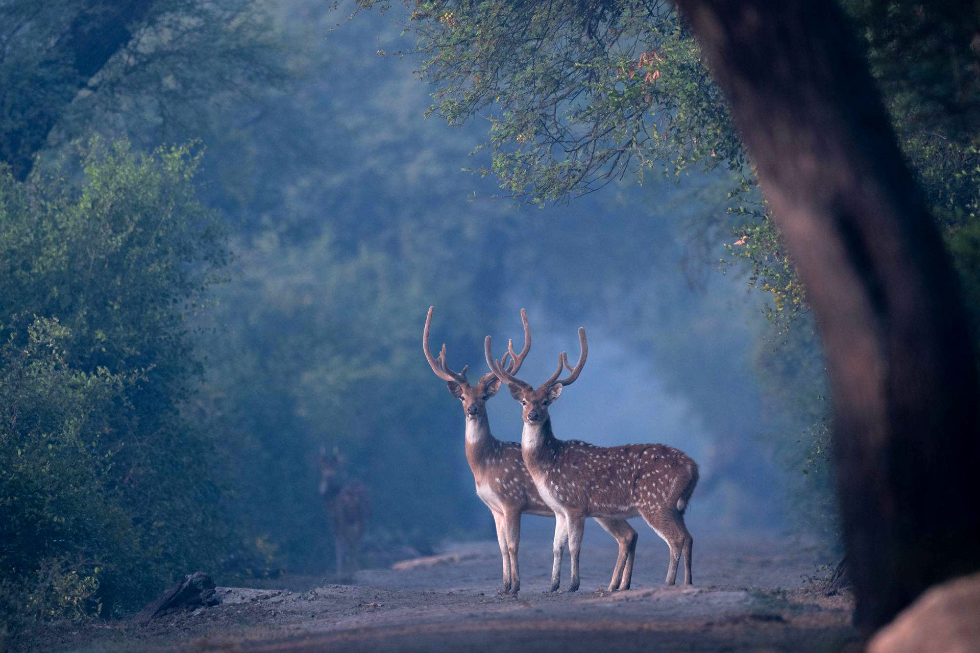 Spotted Deer Chital in Keoladeo Bharatpur Bird Sanctuary