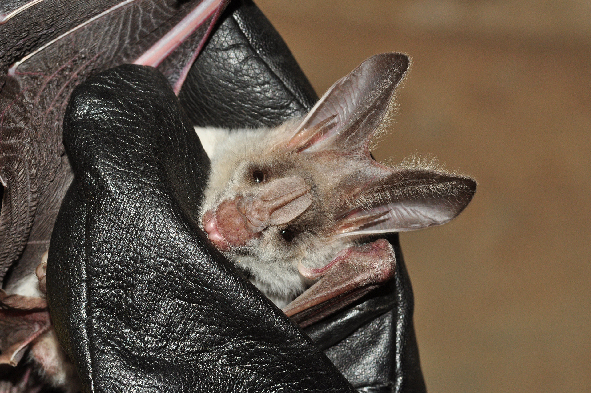 Greater False Vampire Bat | Nature inFocus
