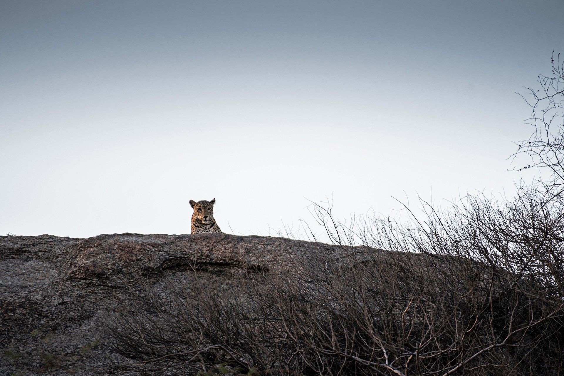 Dsc - In The Kingdom Of Leopards | Nature inFocus
