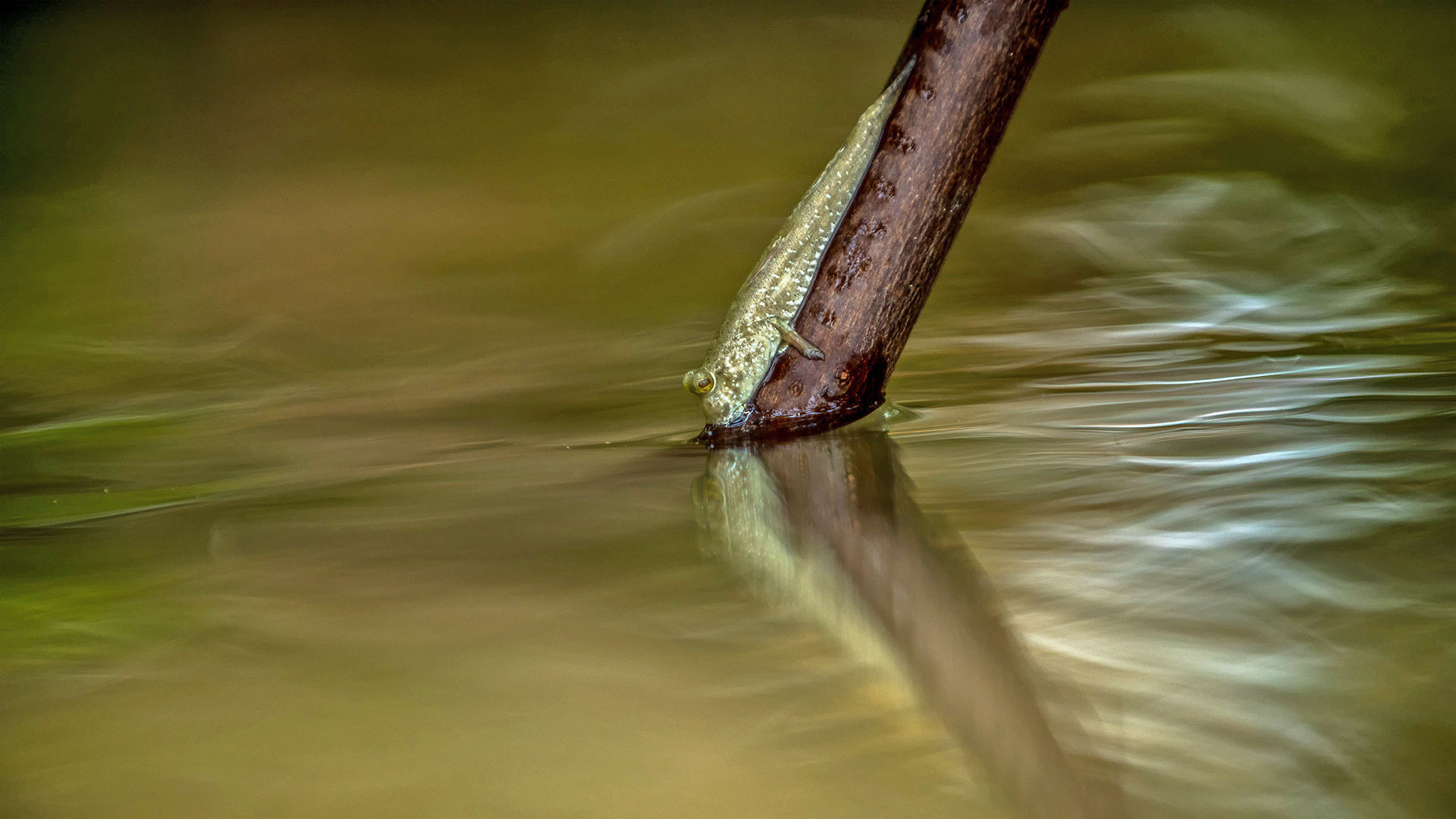 dsc copy lowres | Nature Infocus