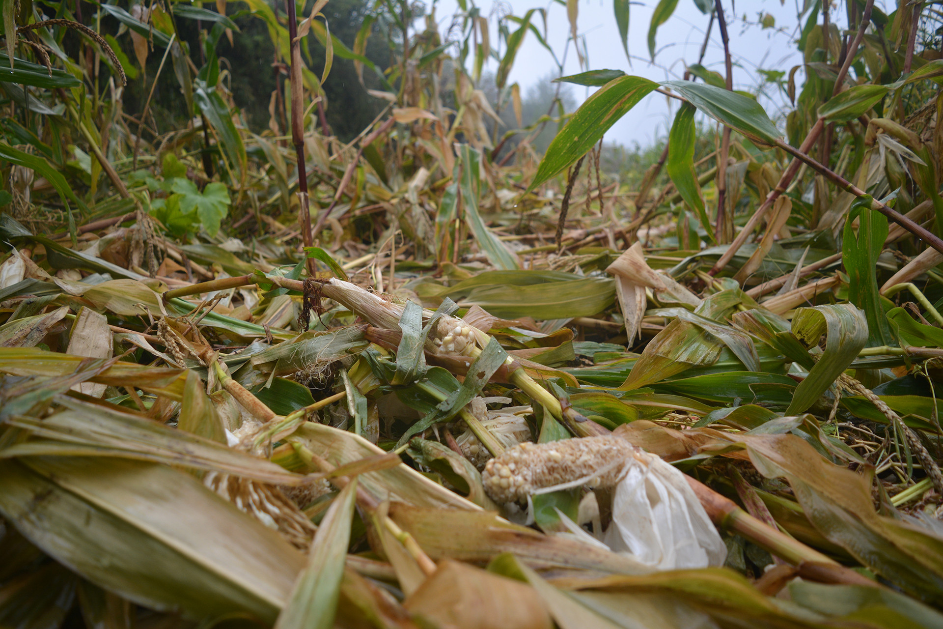 A corn field raided by brown bears in the Himalayas
