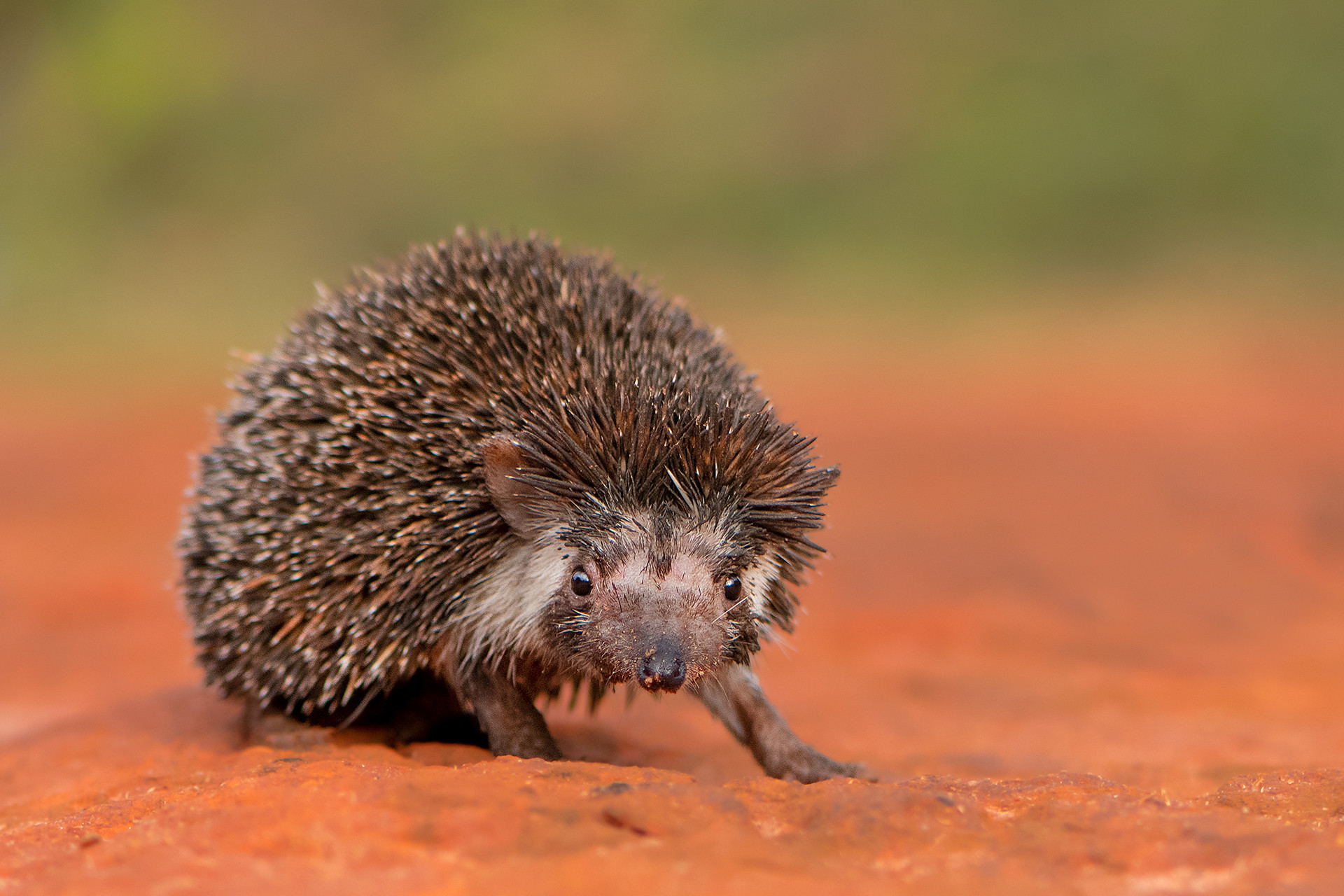 Dsc - Quick Five: Brawin Kumar | Nature inFocus