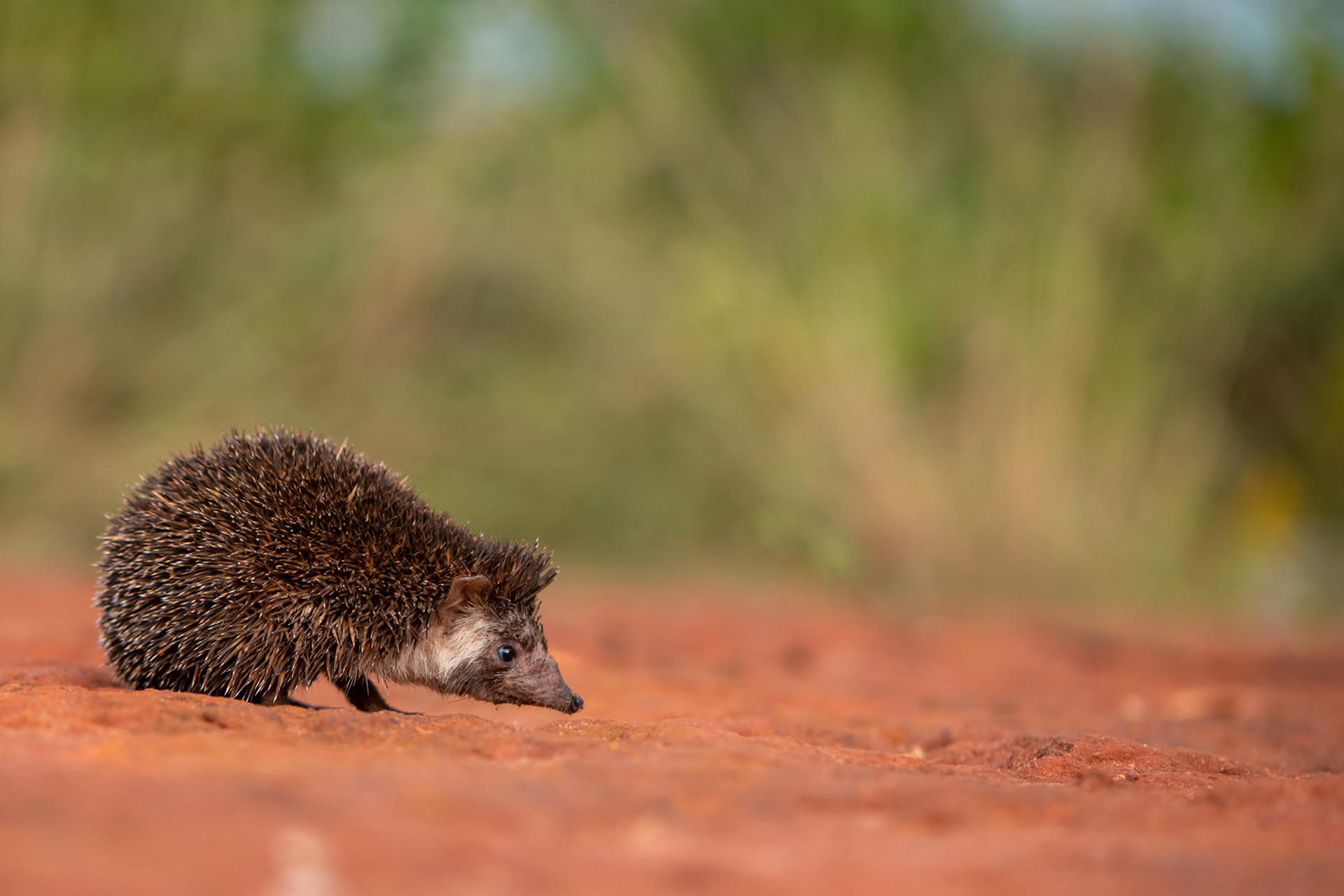 Dsc - Quick Five: Brawin Kumar | Nature inFocus