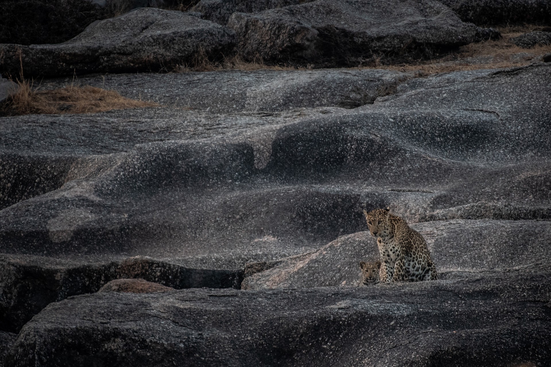 Dsc - In The Kingdom Of Leopards | Nature inFocus