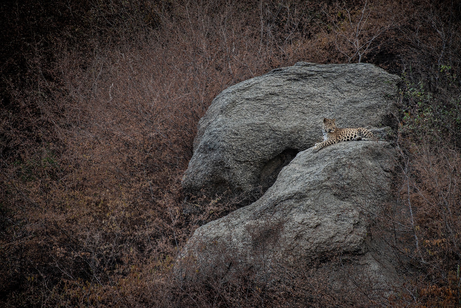 Dsc - In The Kingdom Of Leopards | Nature inFocus
