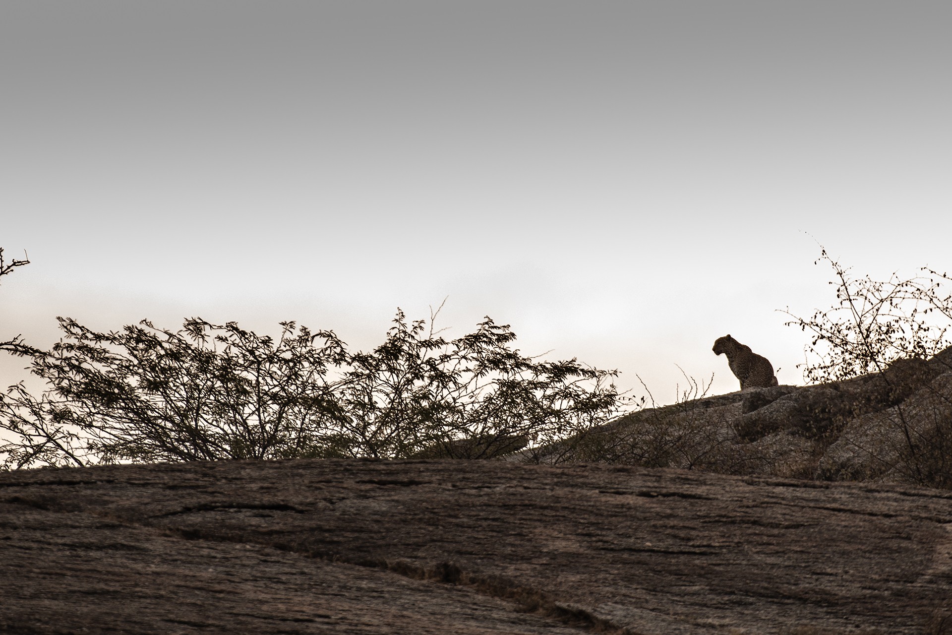 Dsc - In The Kingdom Of Leopards | Nature inFocus