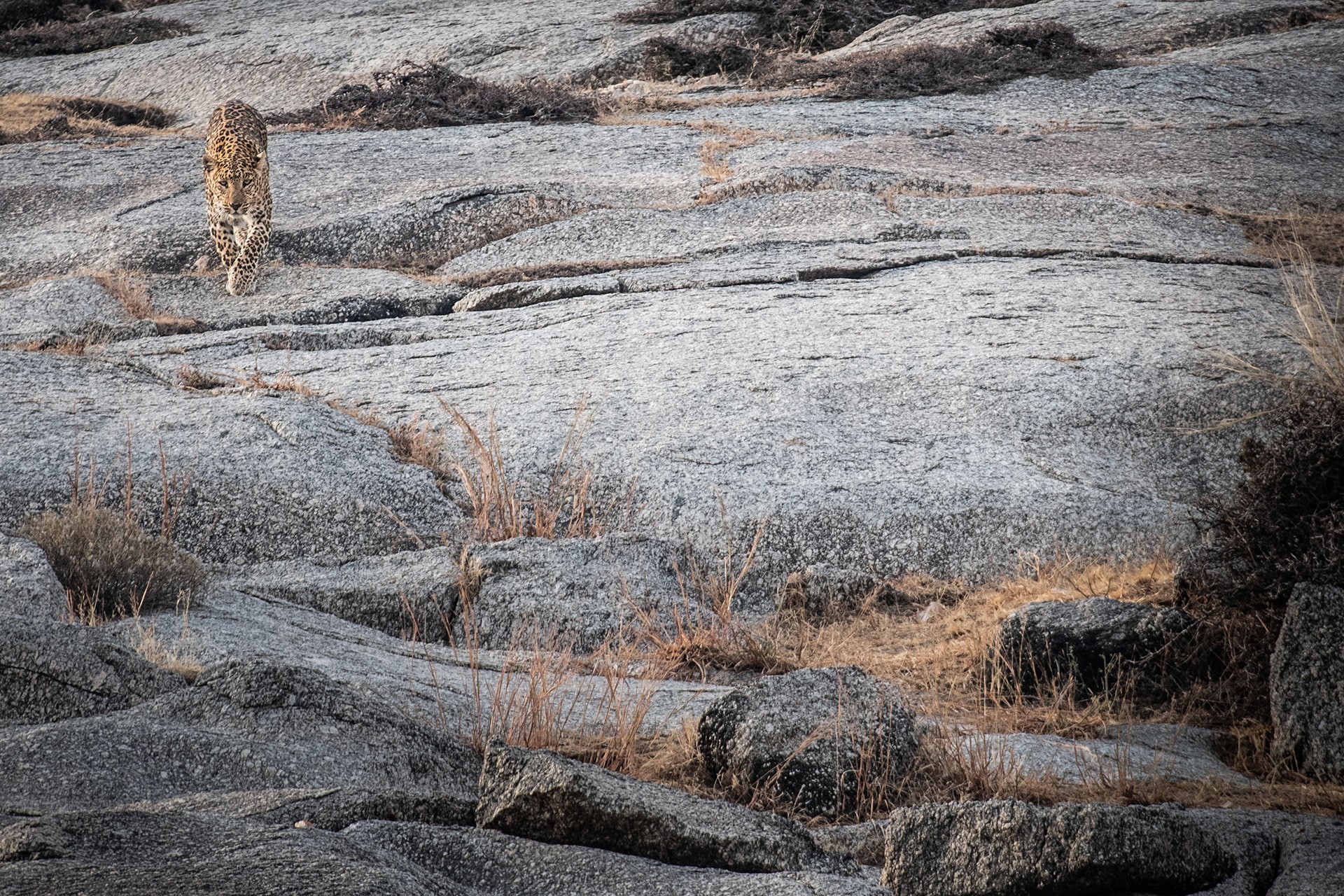 Dsc - In The Kingdom Of Leopards | Nature inFocus