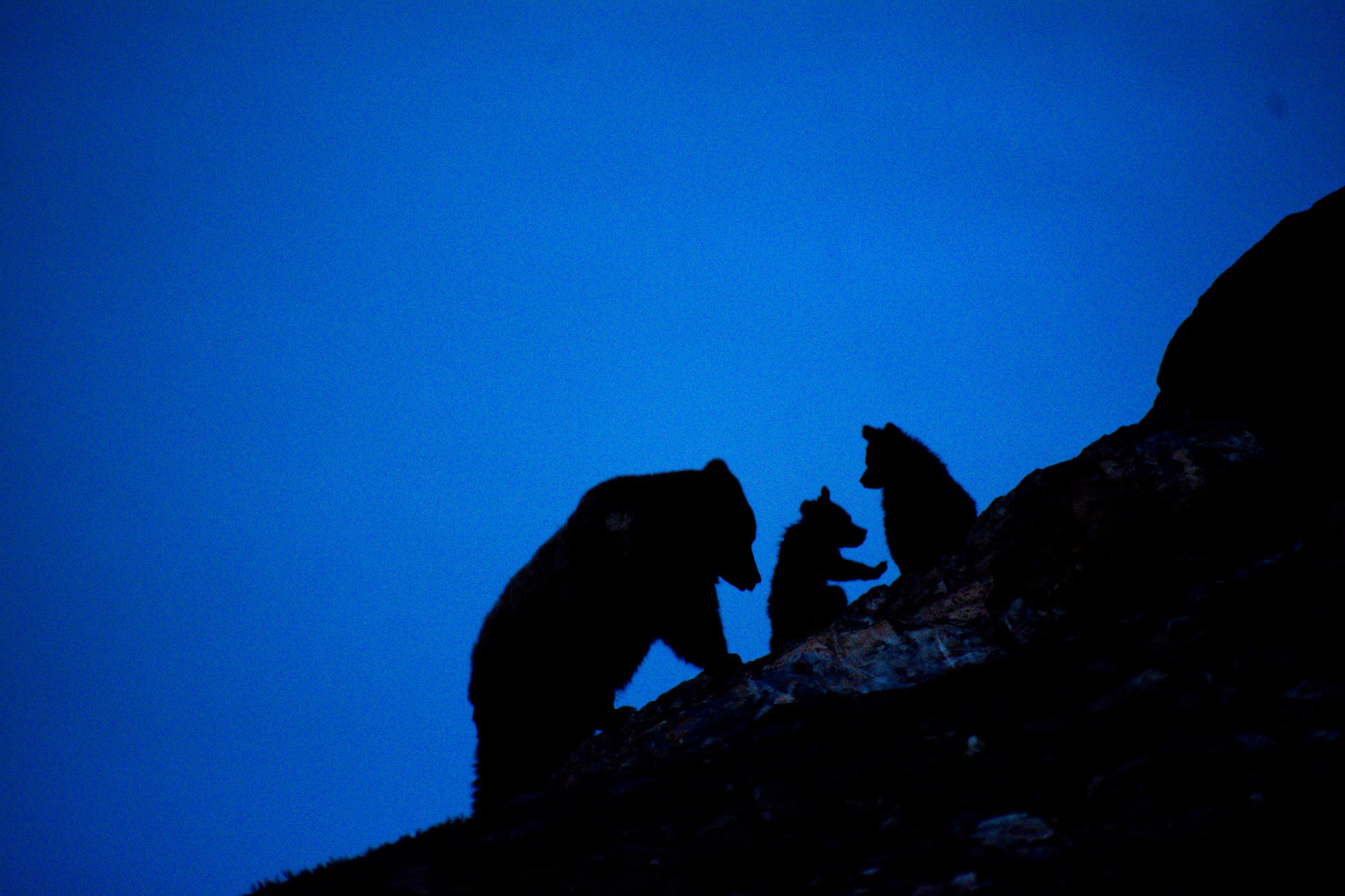 Himalayan Brown Bear mother with cubs