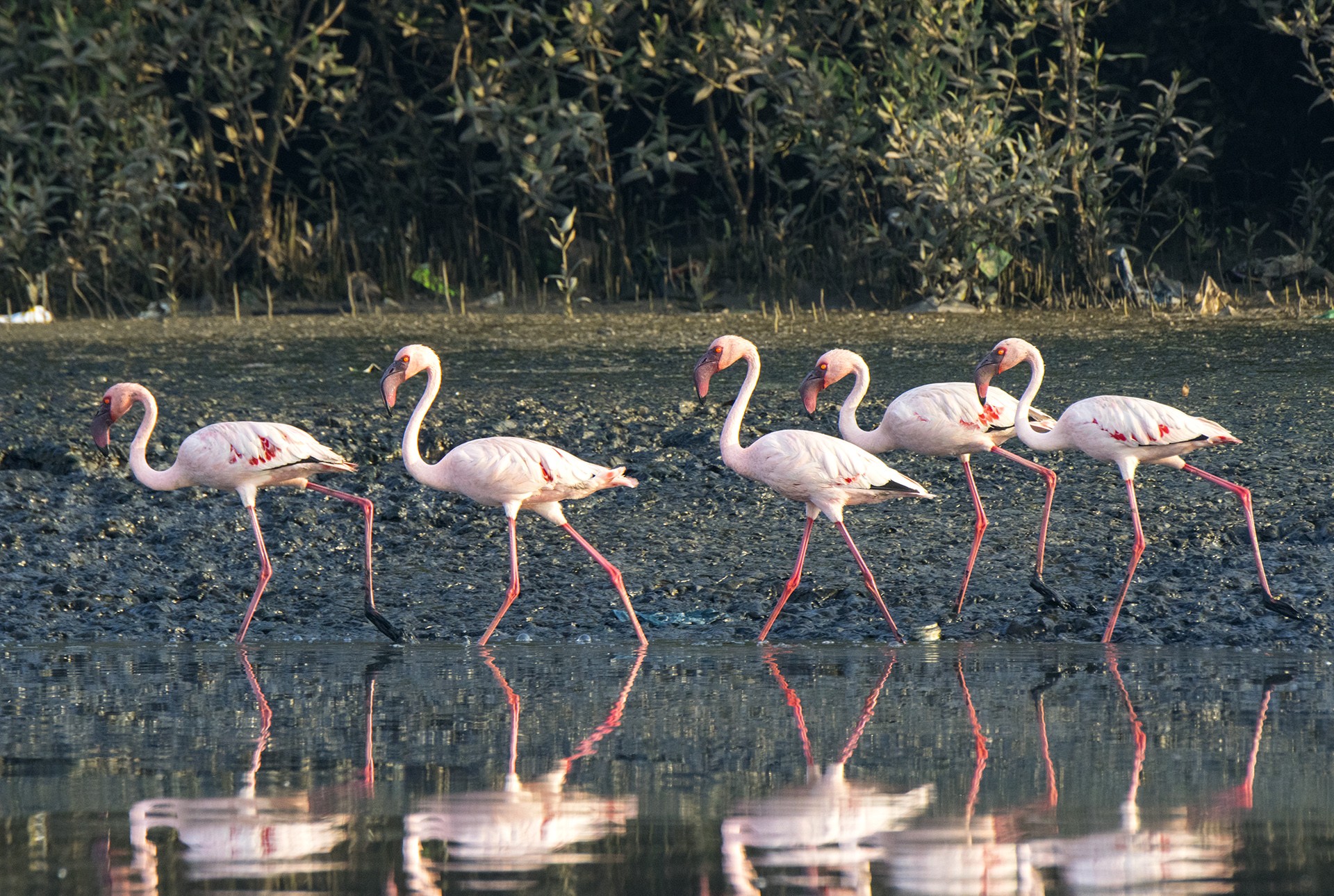 Lesser Flamingos in Thane Creek Flamingo Sanctuary