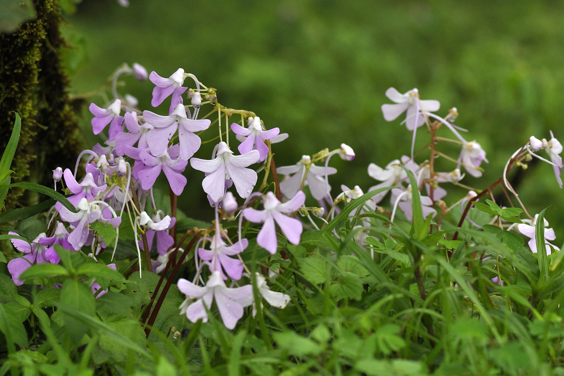Impatiens acaulis