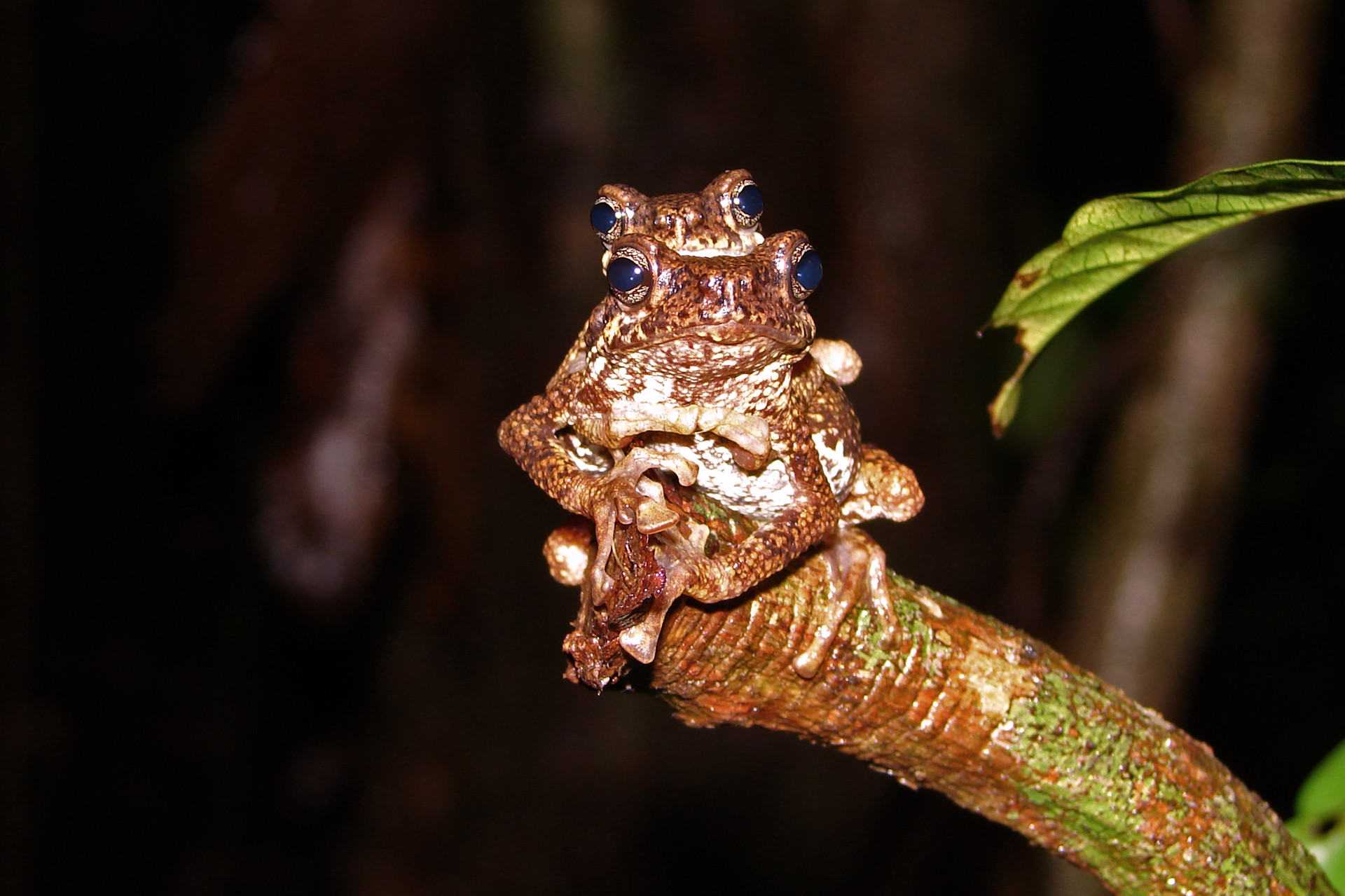 Amplectant pair of Malabar Tree Toads | Nature inFocus