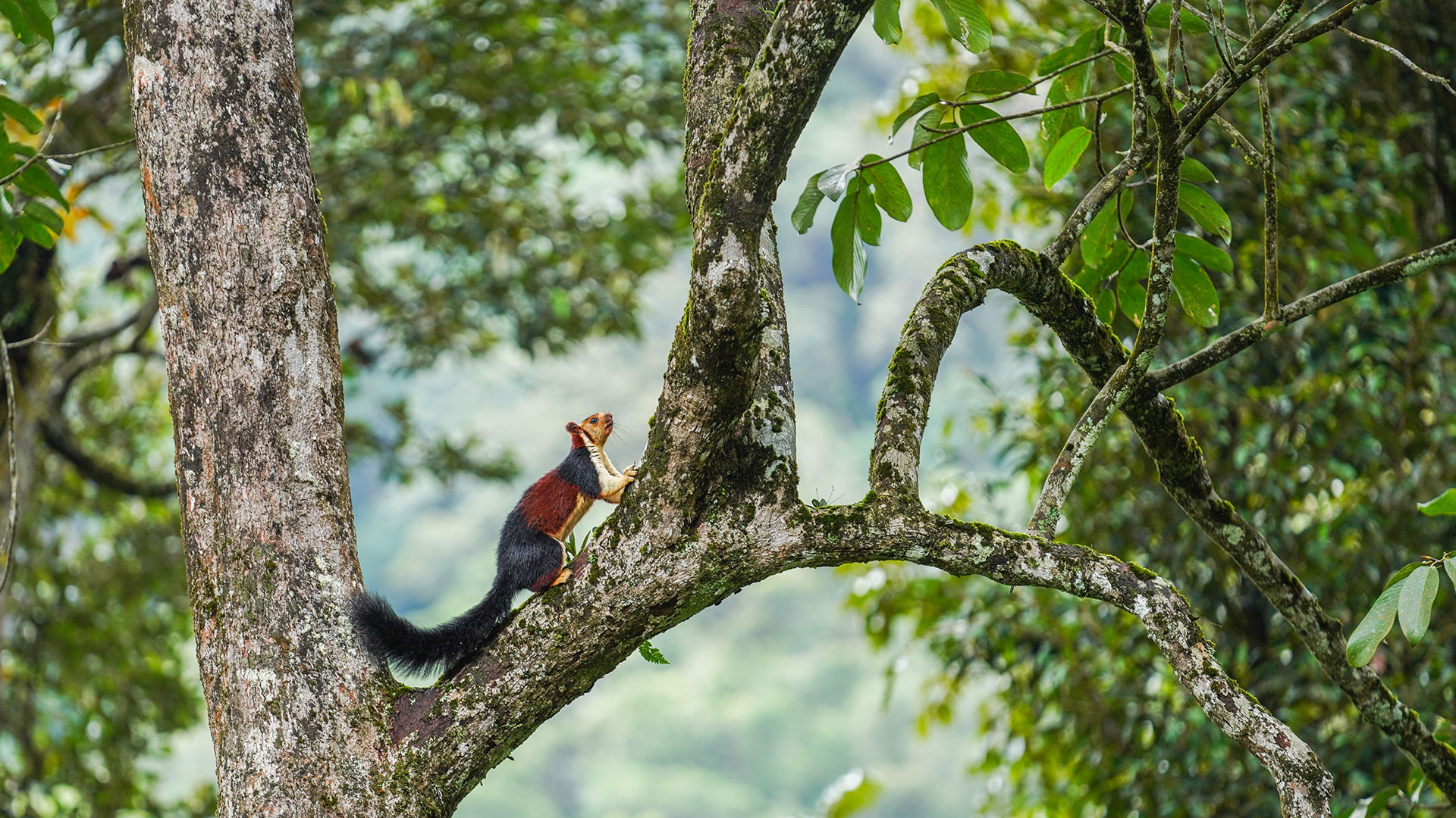 Malabar Giant Squirrel Ratufa indica