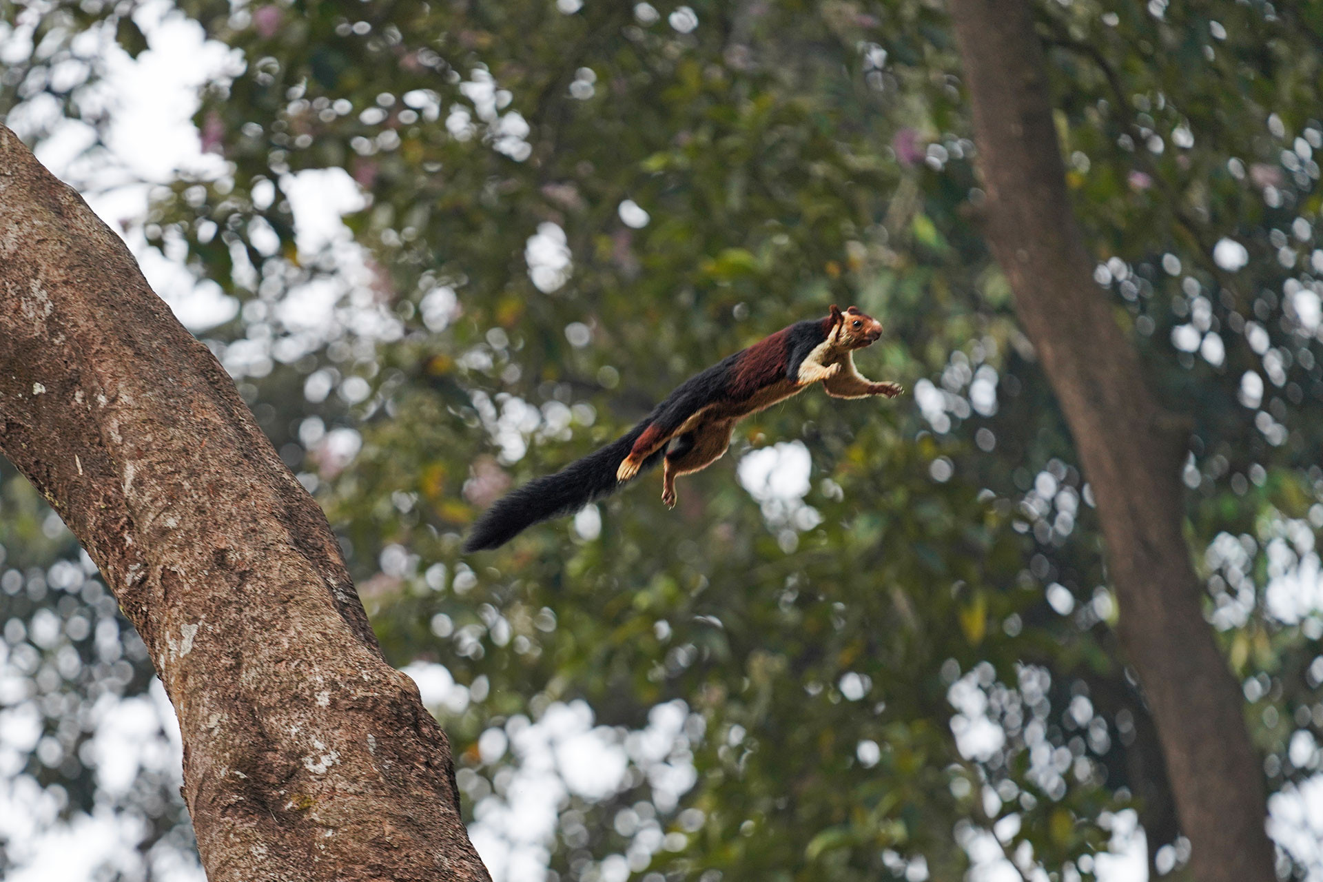 Malabar Giant Squirrel gliding