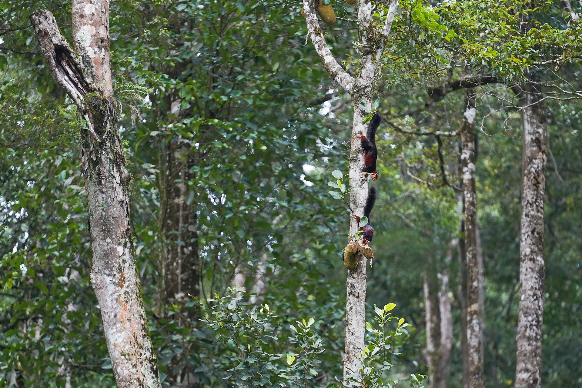 Malabar Giant Squirrels feeding on jackfruit