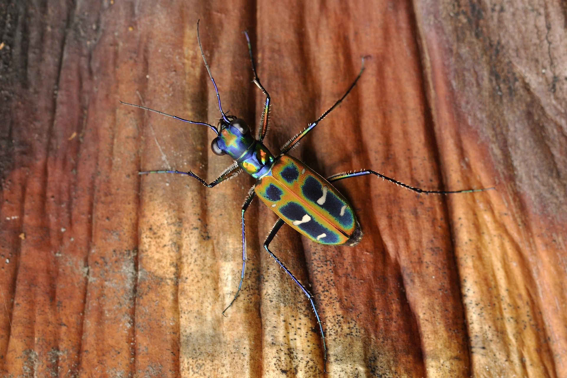 tiger beetle Cicindela duponti