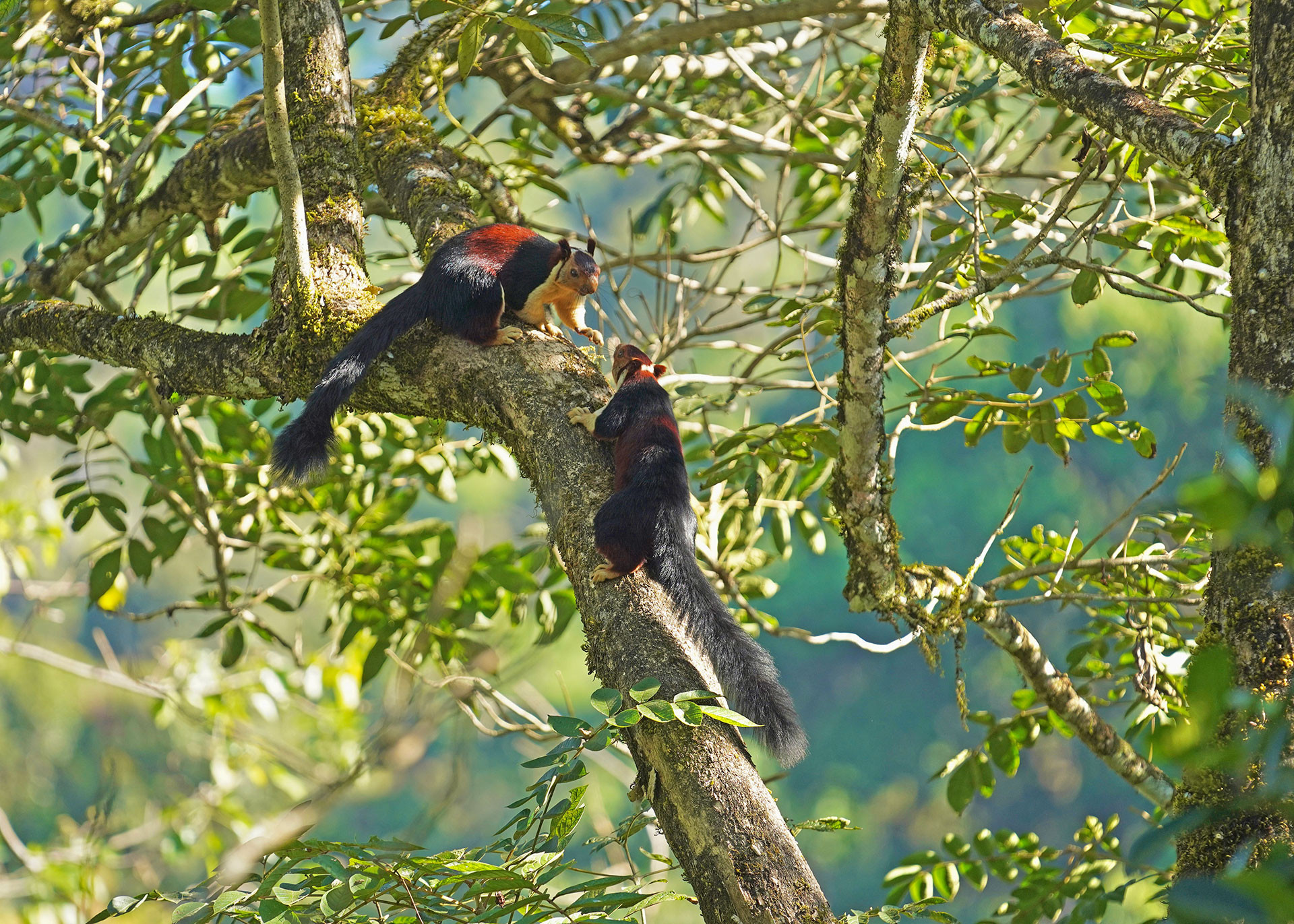 Malabar Giant Squirrel Pair