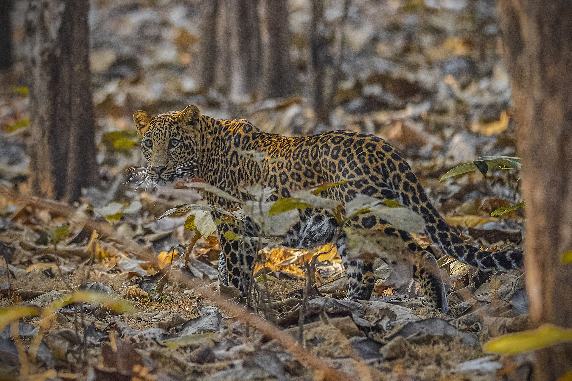 Dsc - Snapshots From Pench | Nature inFocus