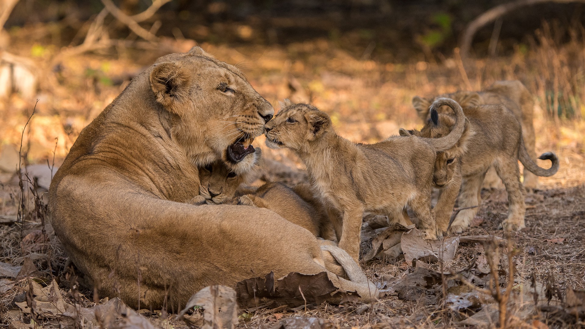 Dsc - Who Is King? | Nature inFocus