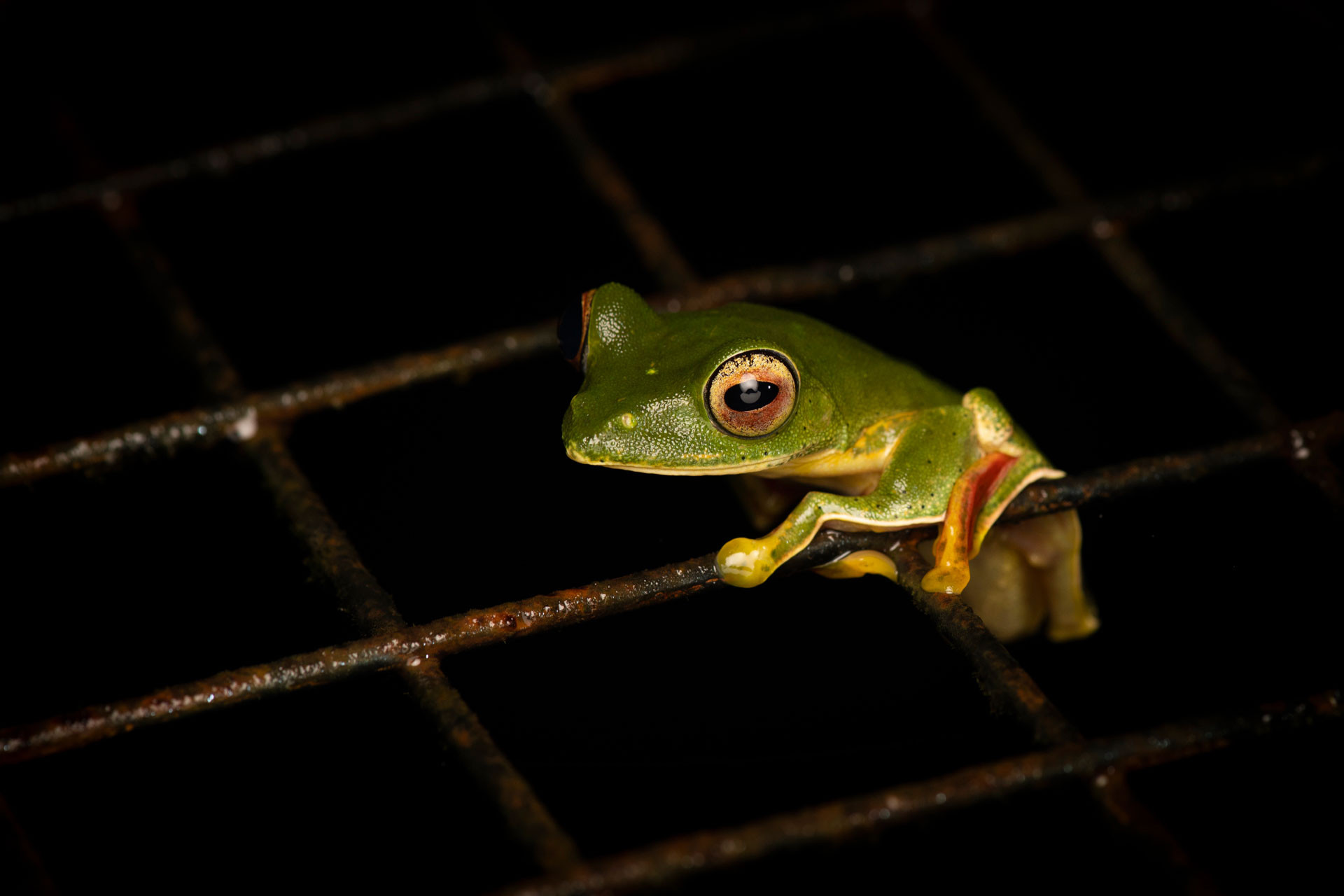 DSC | Nature Infocus