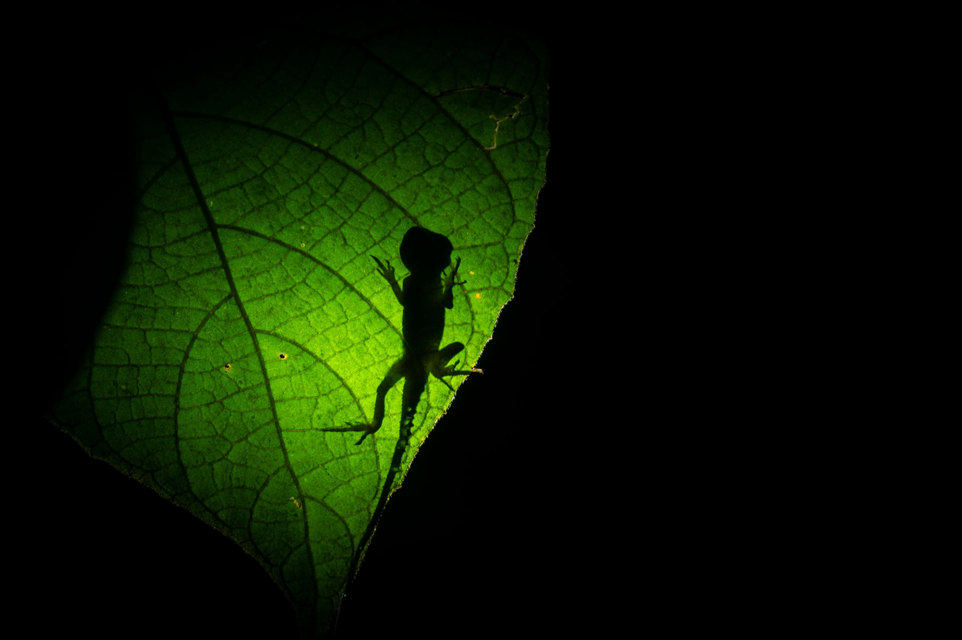 DSC | Nature Infocus