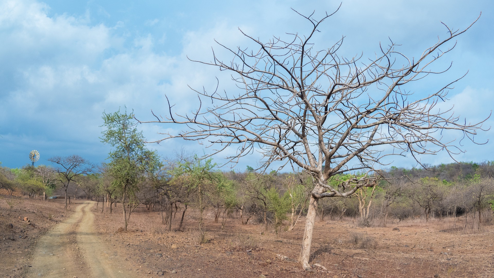 Dsc pano - Who Is King? | Nature inFocus