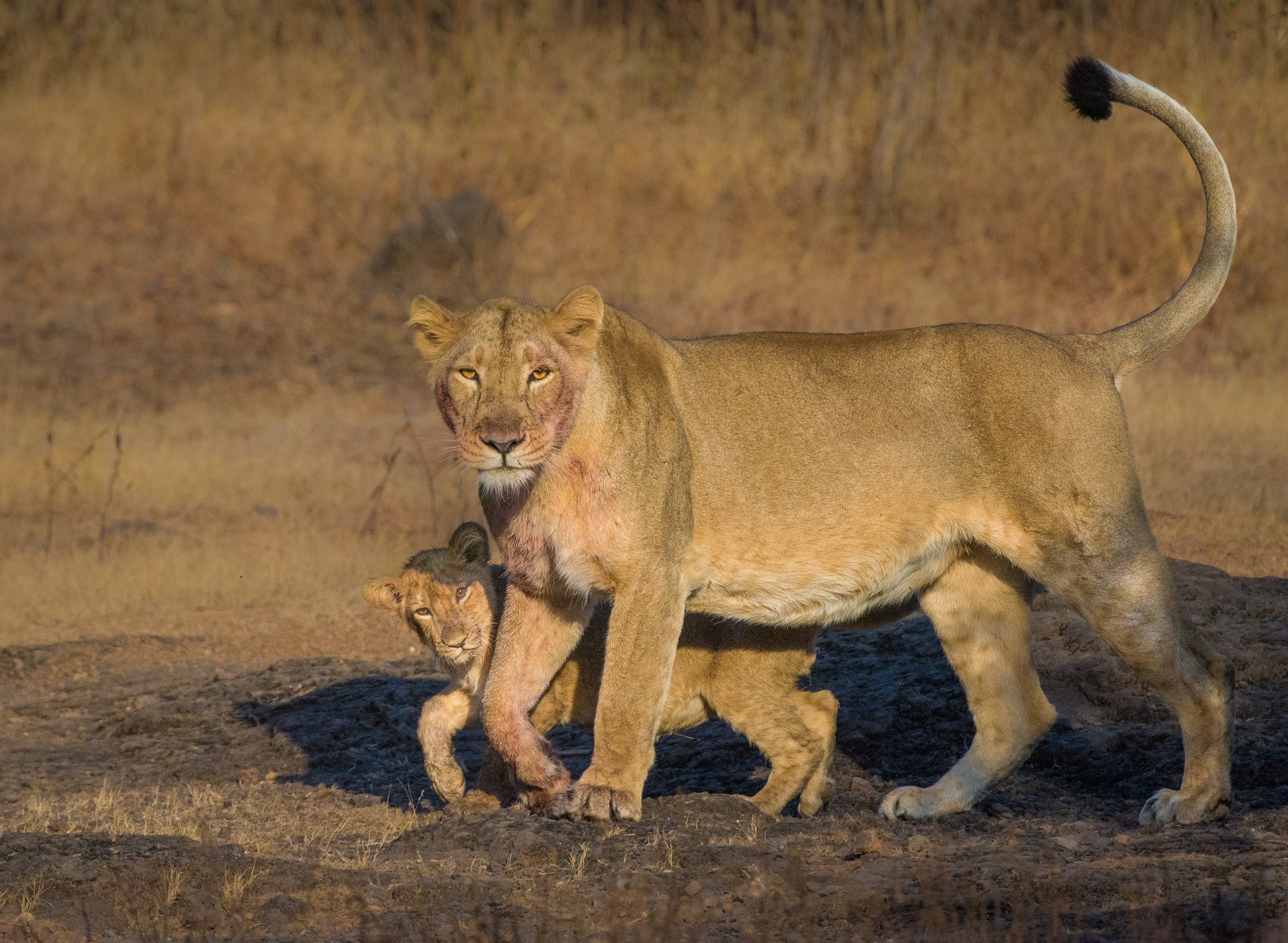 Dsc - Who Is King? | Nature inFocus