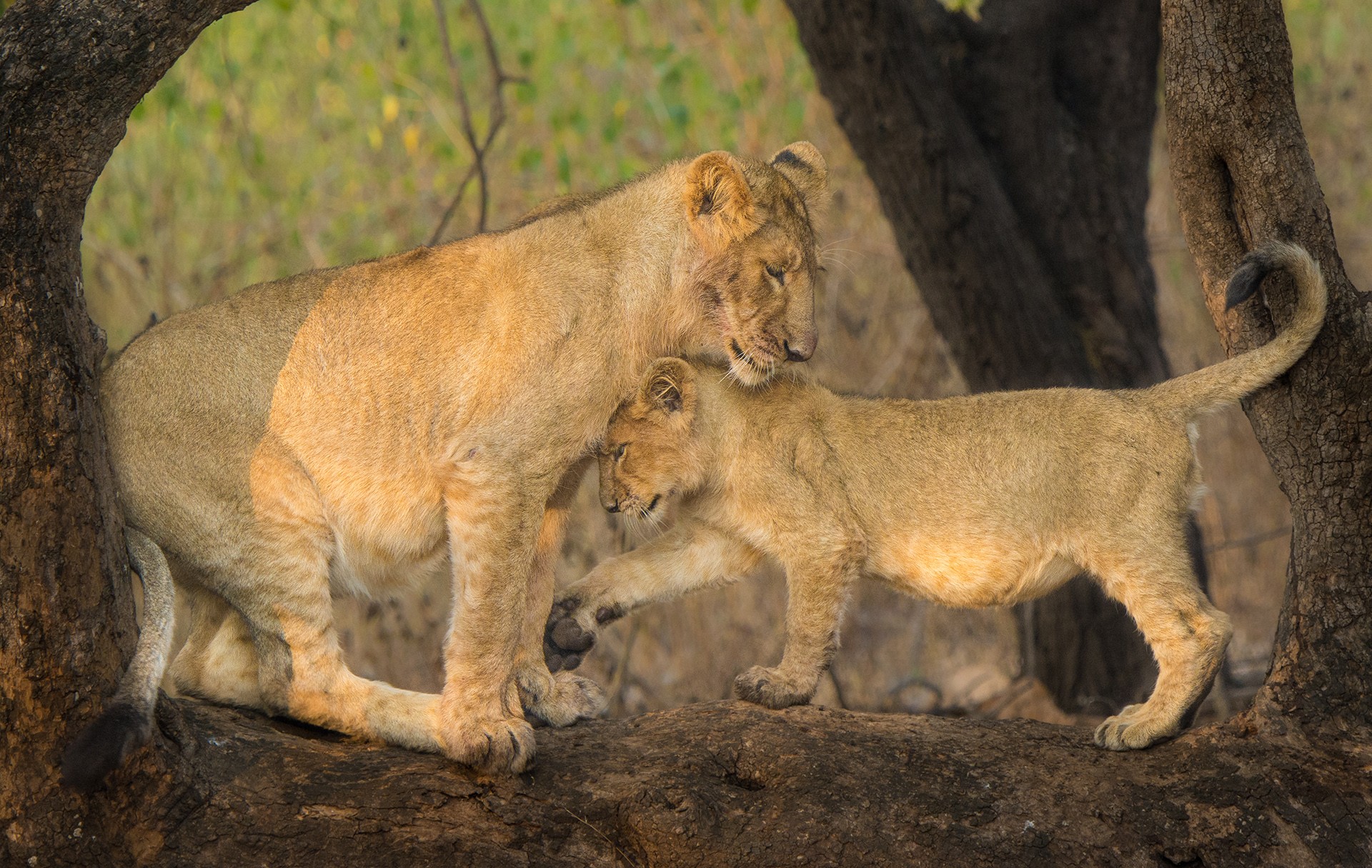 Dsc - Who Is King? | Nature inFocus