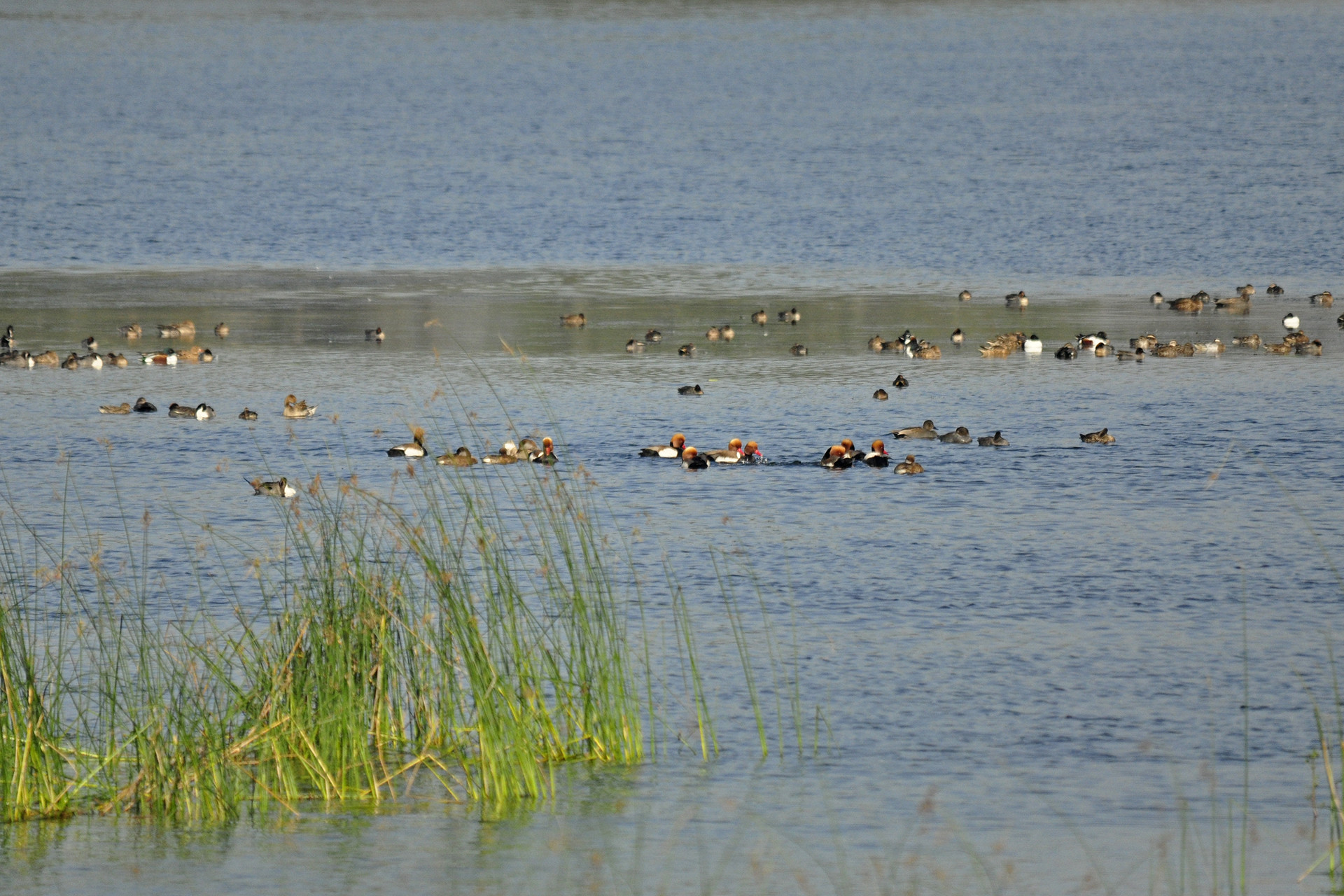 Ducks sirpur lake - 13 Places To Go Birdwatching In Indore | Nature inFocus