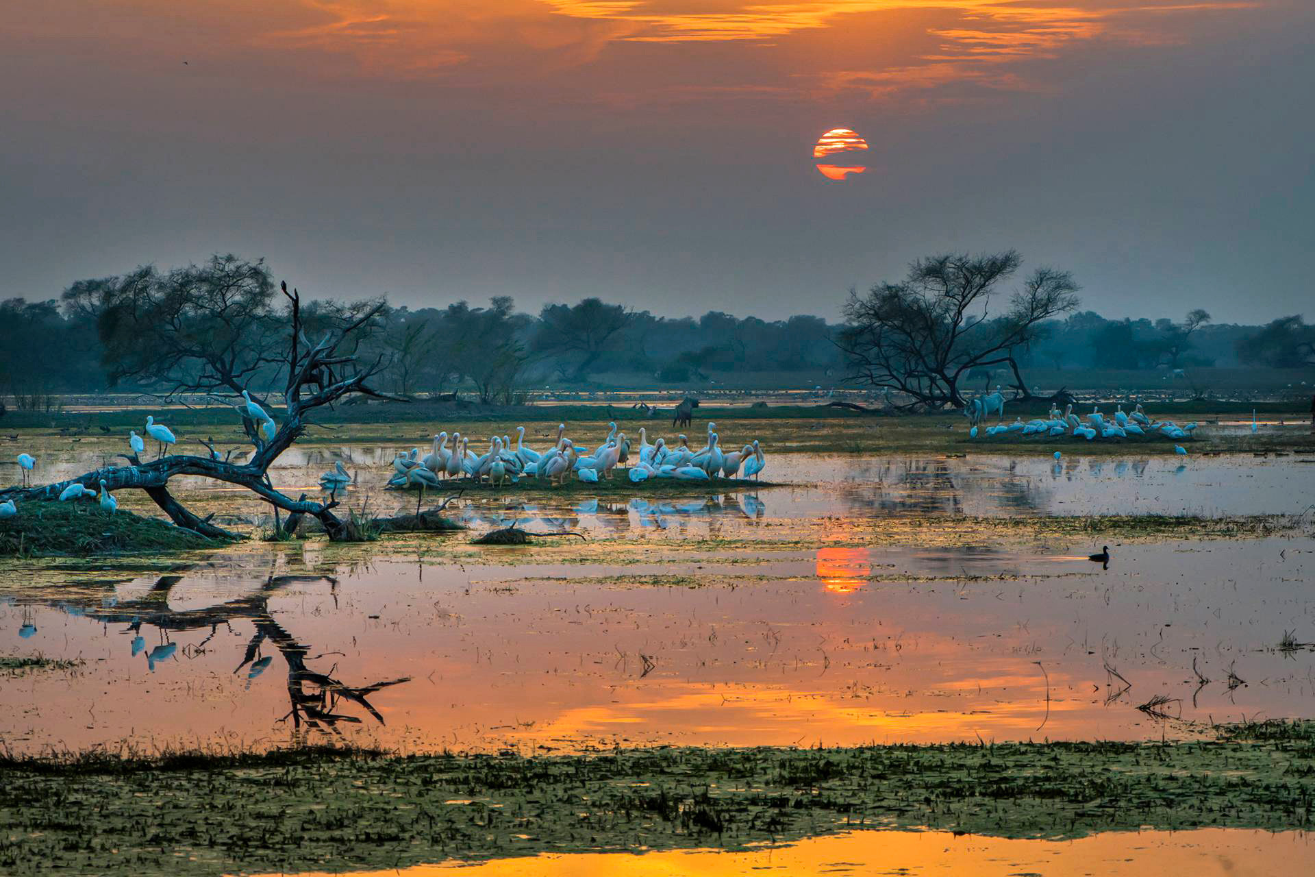 Bharatpur wetland with migratory birds
