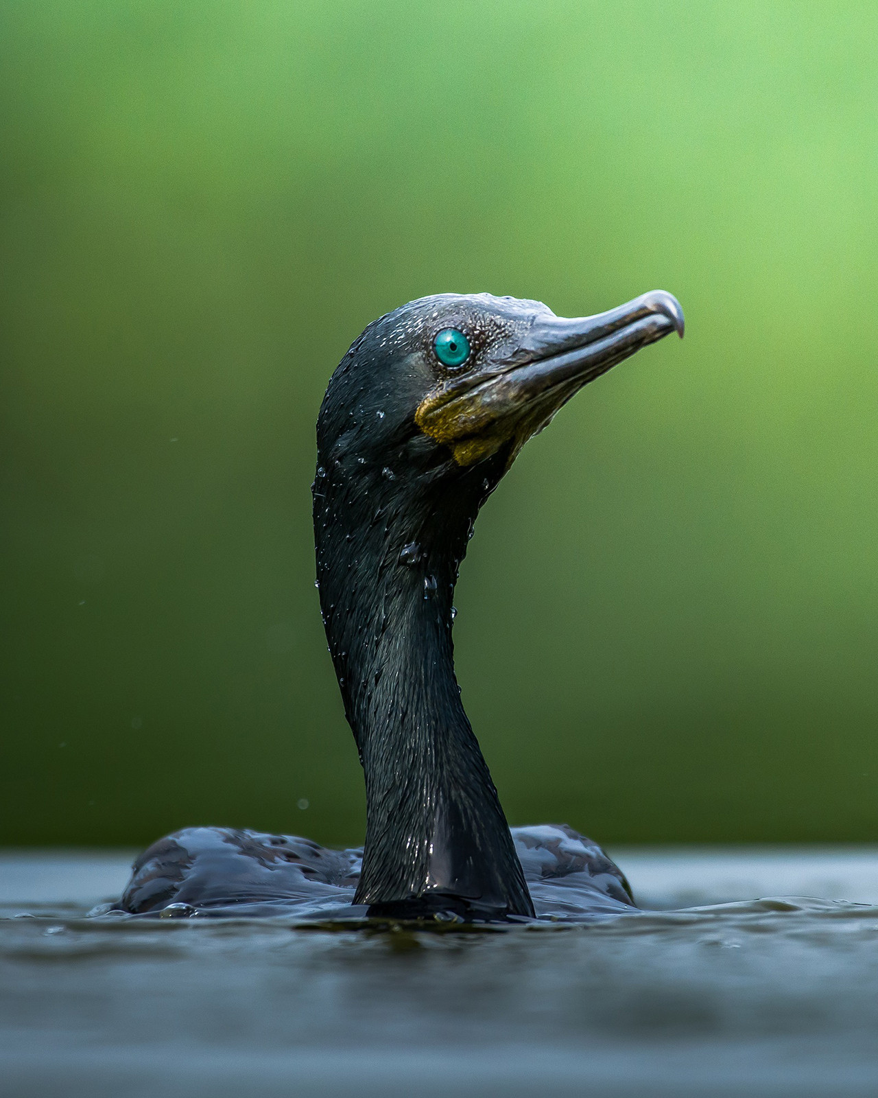 Indian Cormorant Phalacrocorax fuscicollis