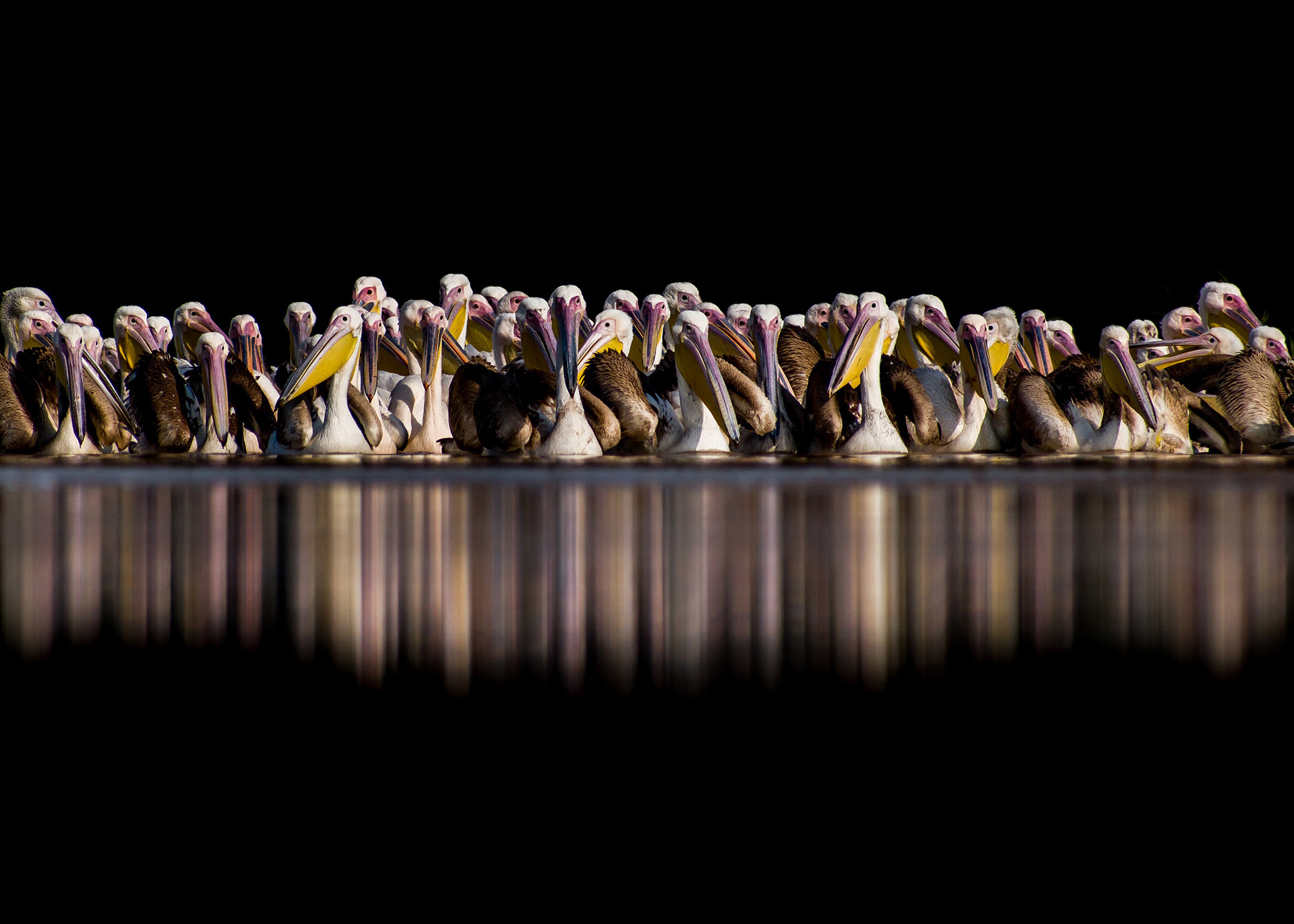 Great White Pelicans in Avaniya Lake, Bhavnagar