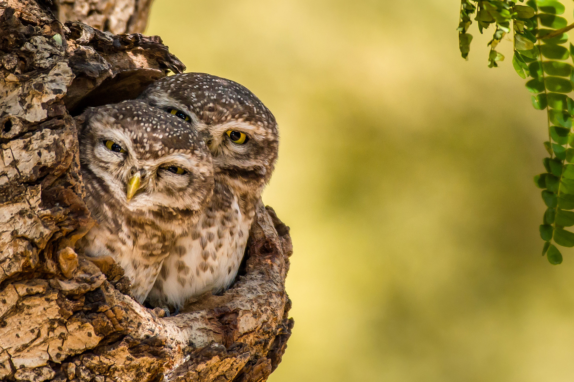 Spotted Owlets Athene brama in a tree hole