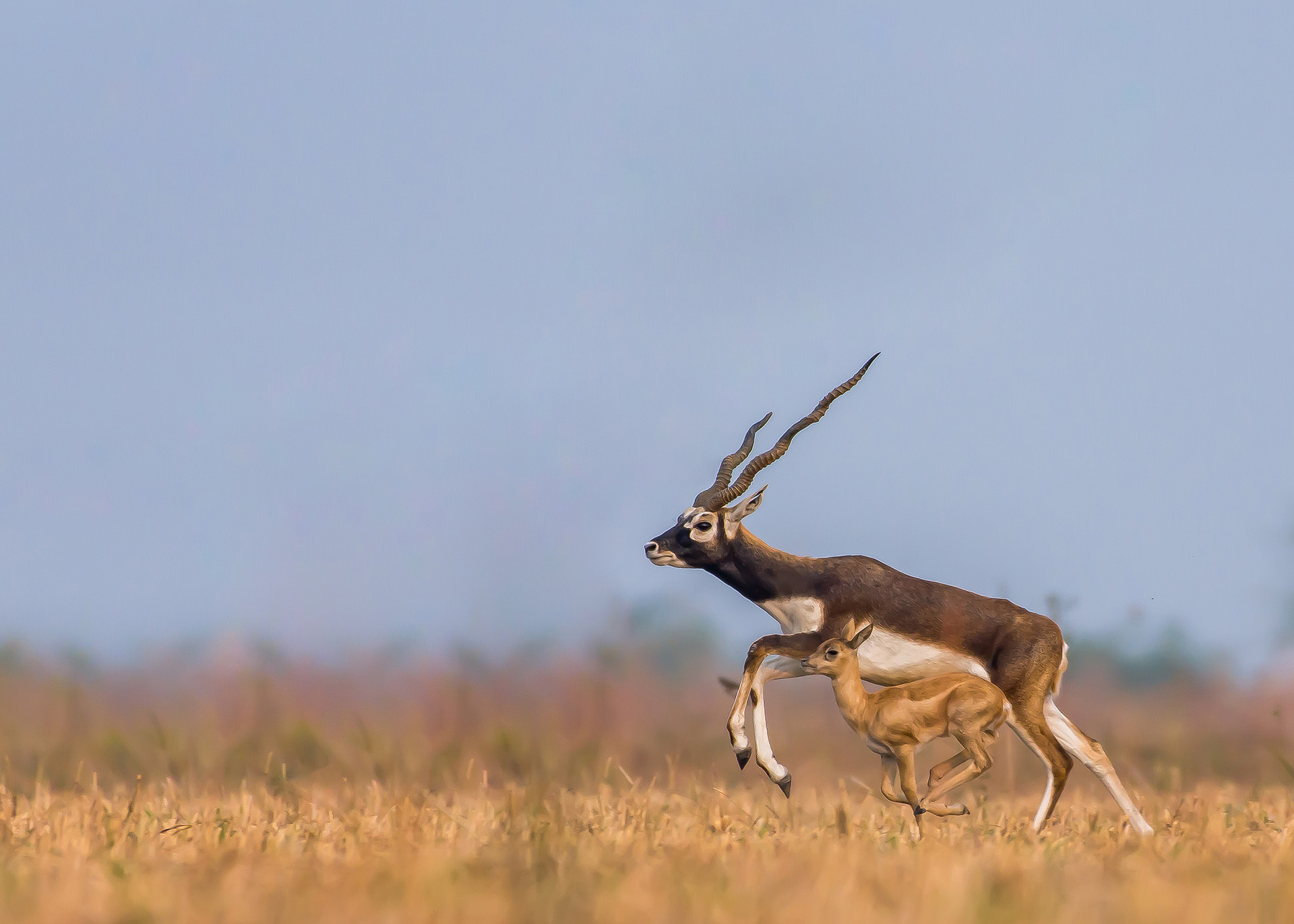 Adult blackbuck antelope with young one
