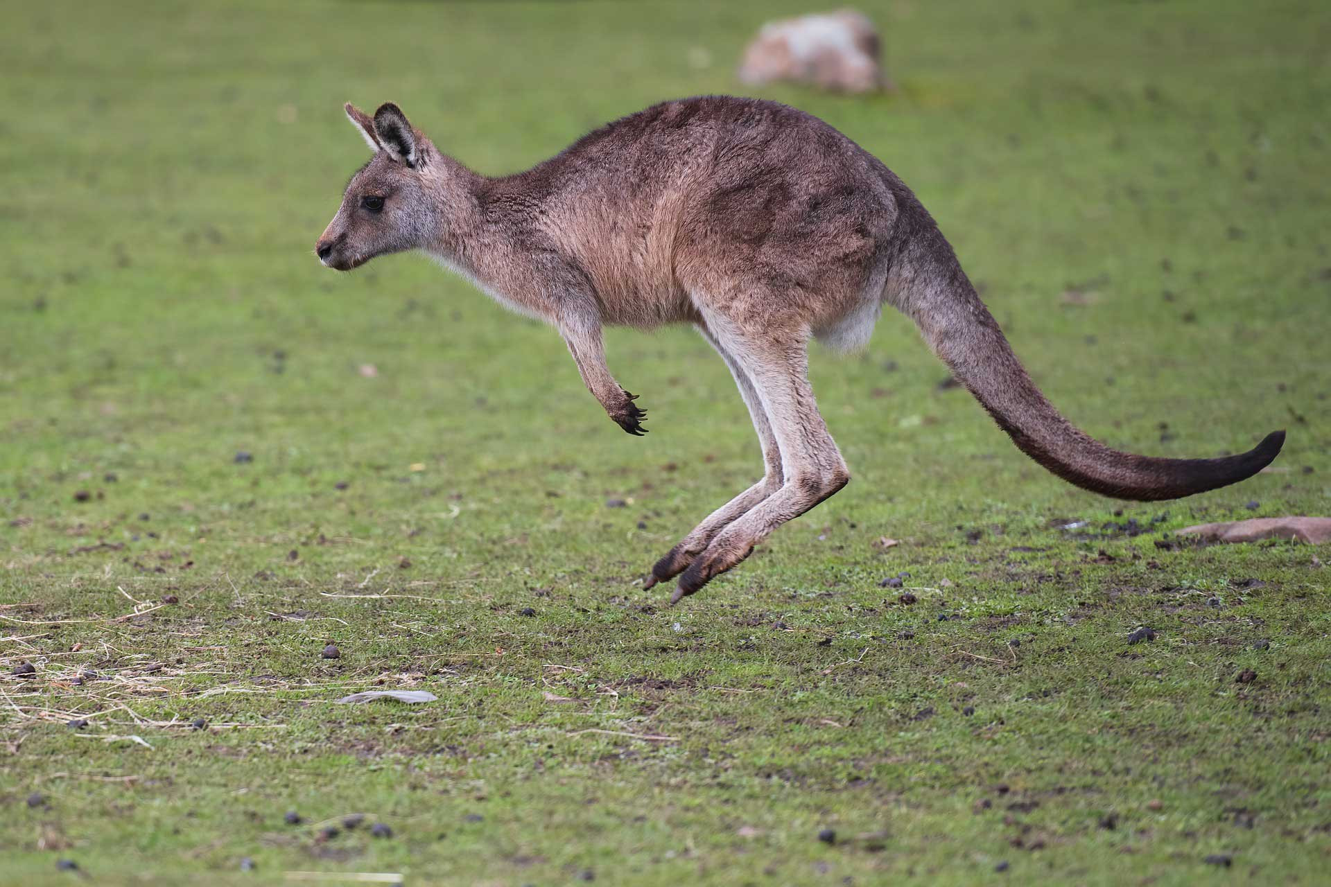 Eastern Grey Kangaroo in Australia 