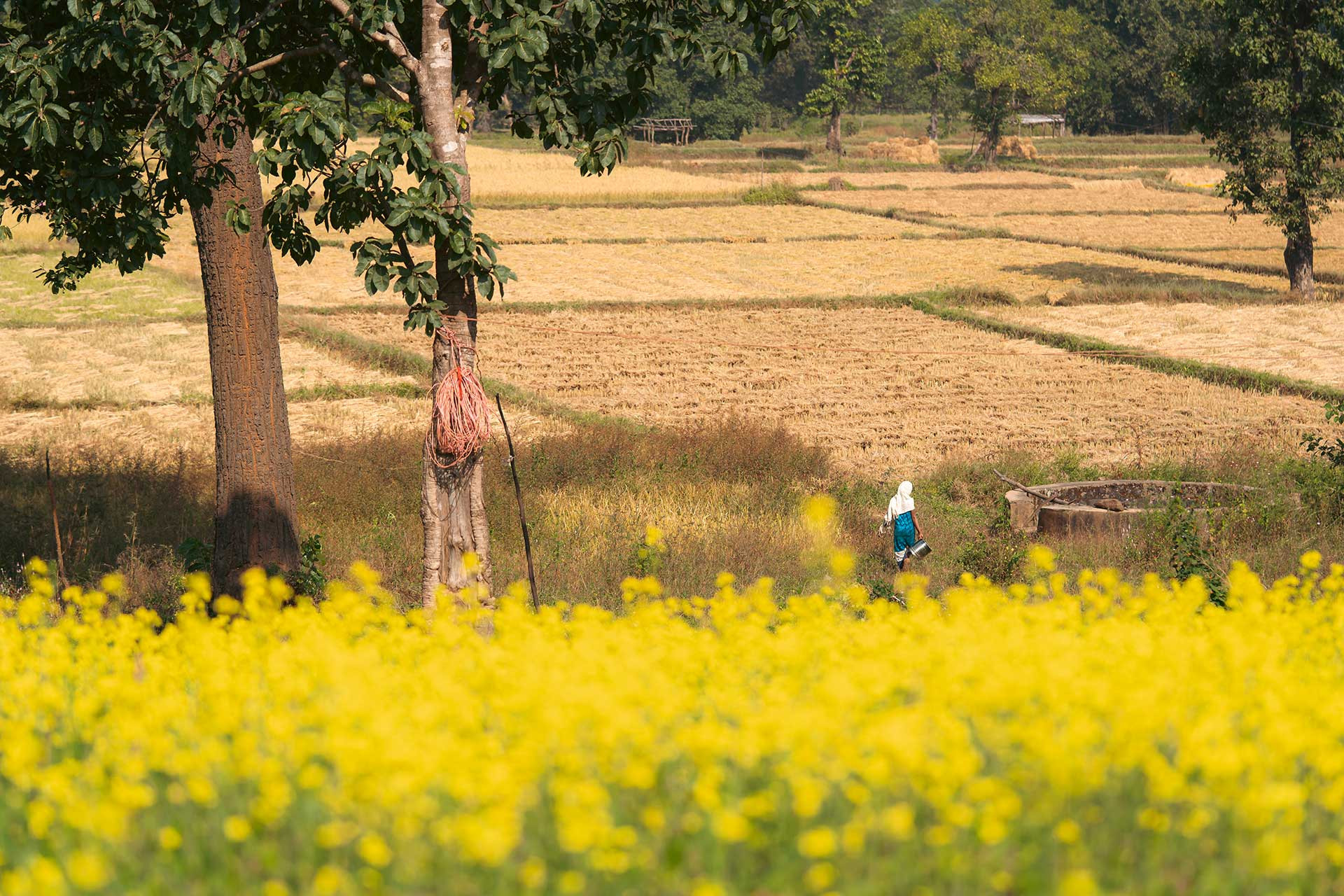 EF DSC | Nature Infocus