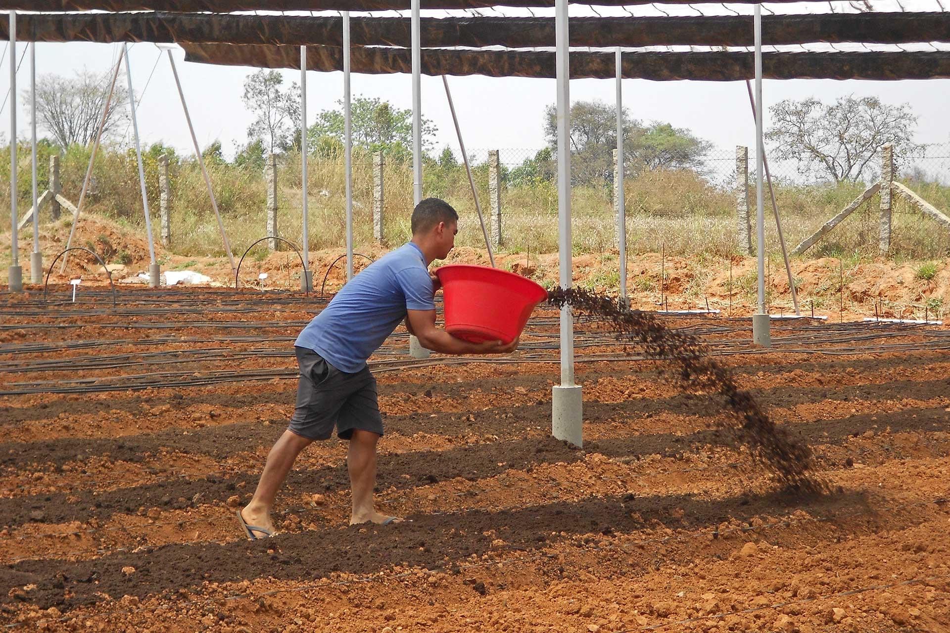 Using in-house organic compost to enrich the soil