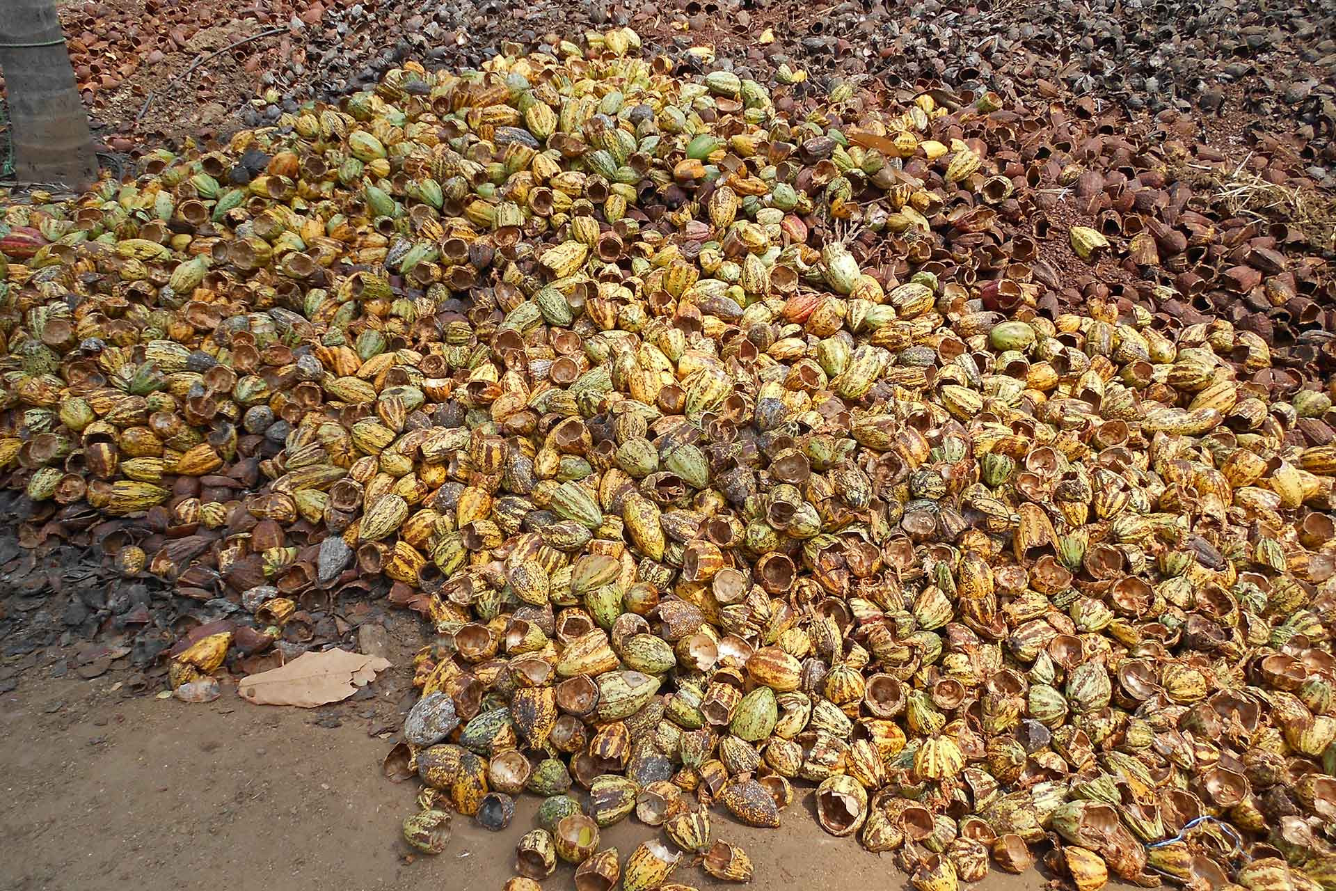 Soklet cacao farm
