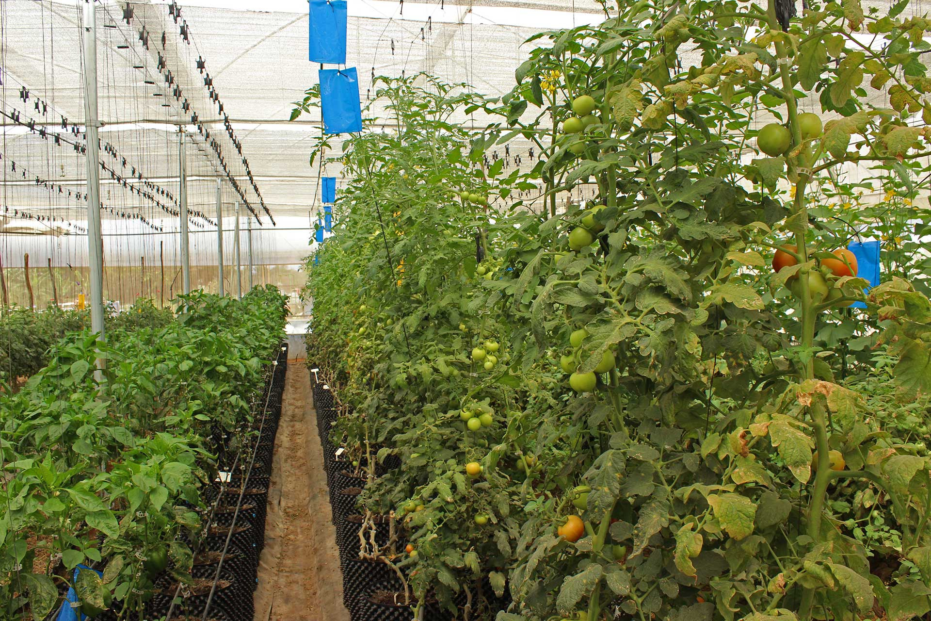 Using soil science and hi-tech farming to produce vegetables