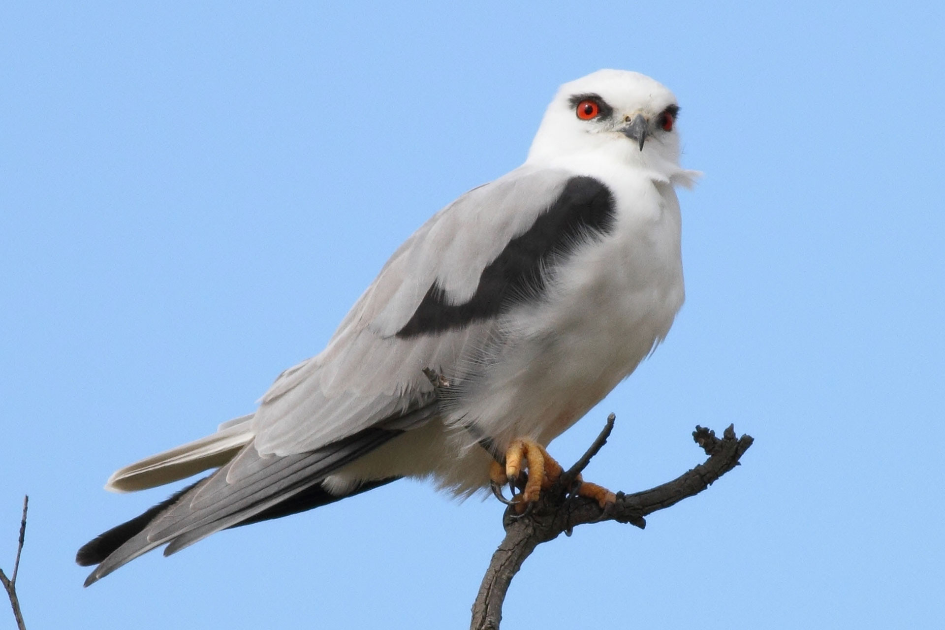 Elanus axillaris Australia | Nature Infocus
